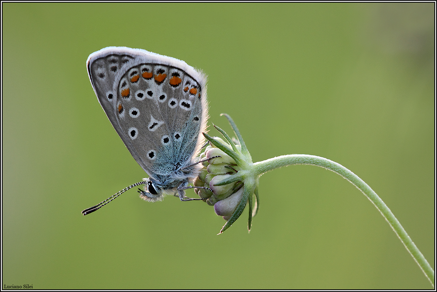 Polyommatus sp.