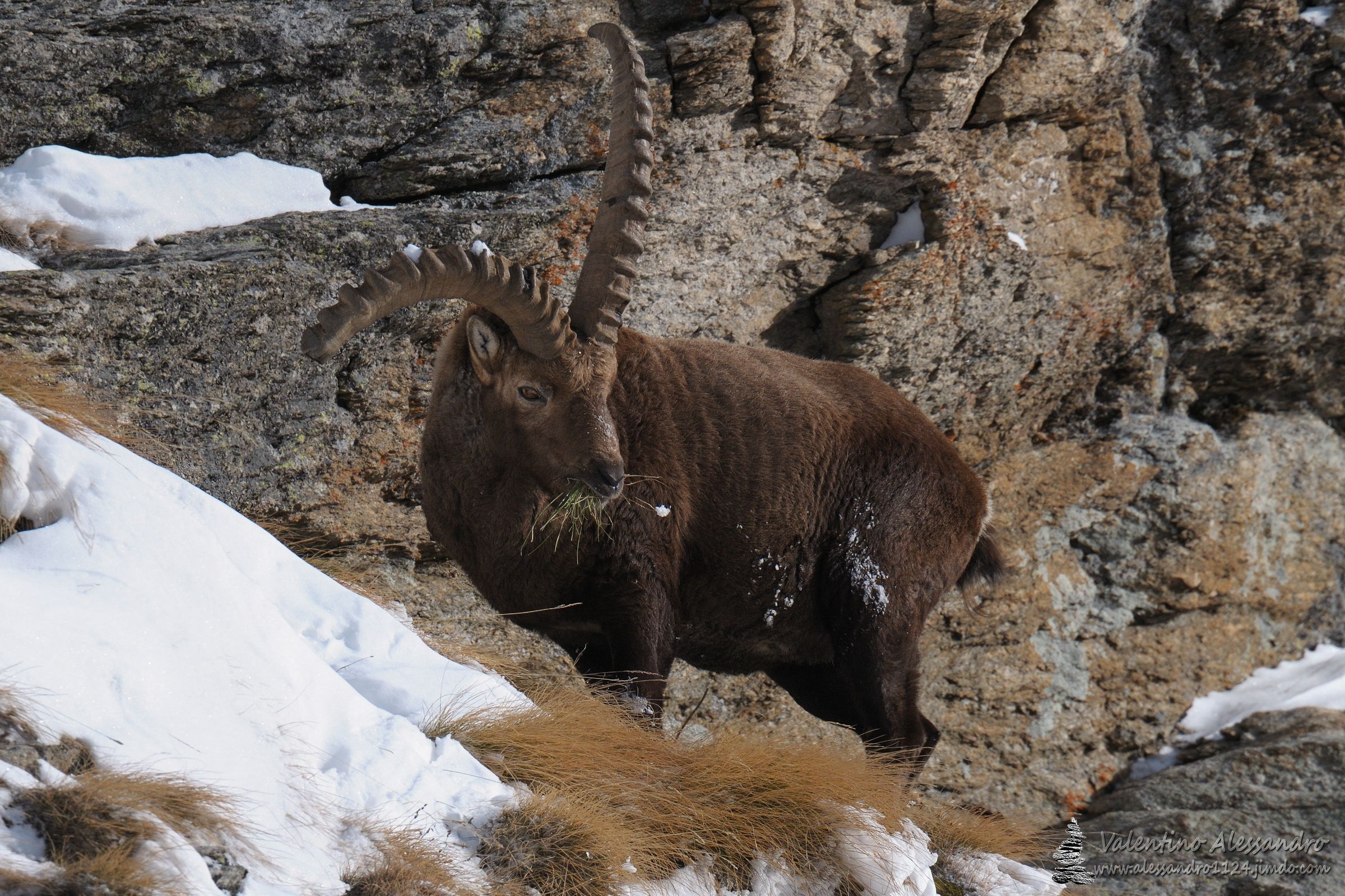 il pranzo dello stambecco