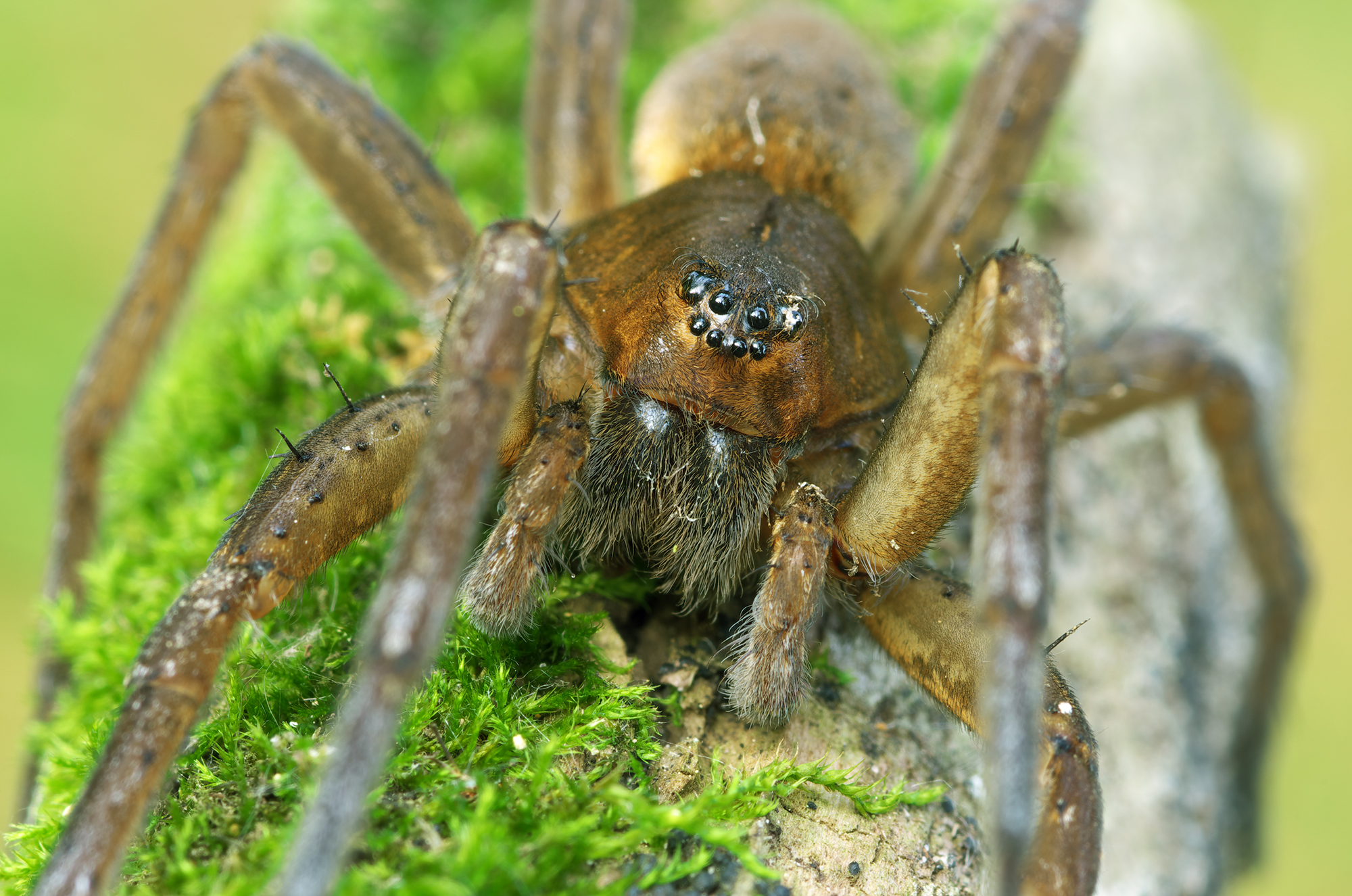 Piacere di conoscerti, mostro!