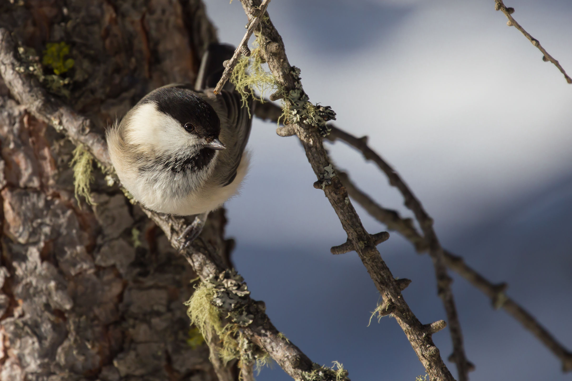 Chickadee