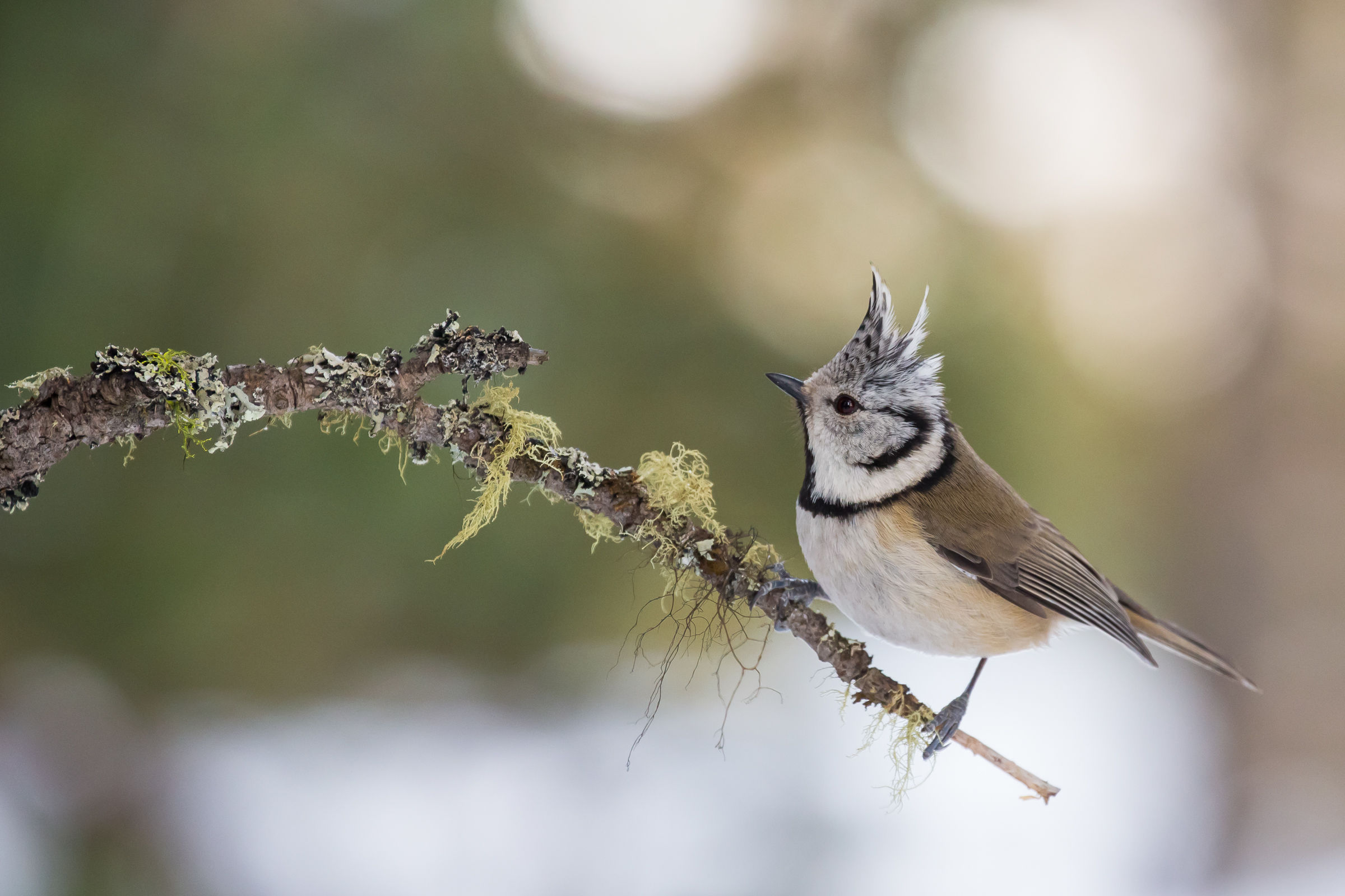 Crested Tit
