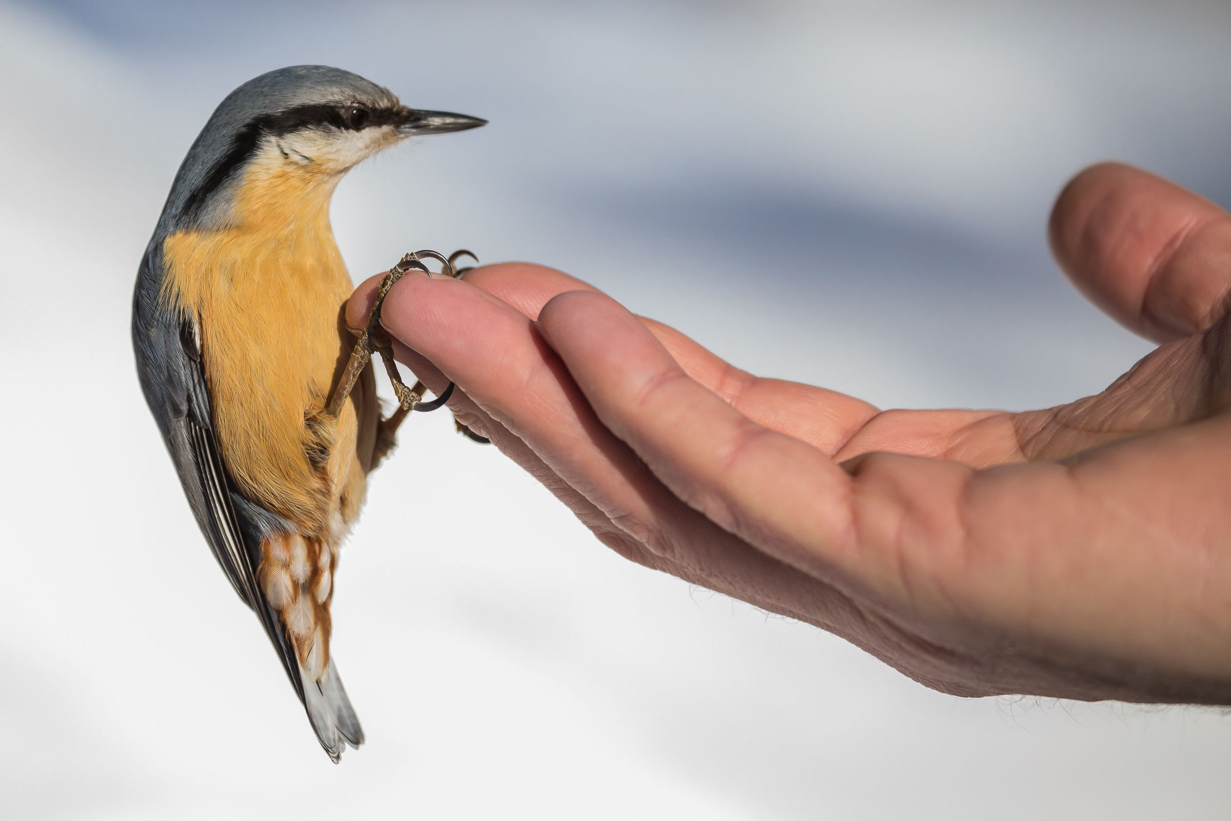 Nuthatch at hand