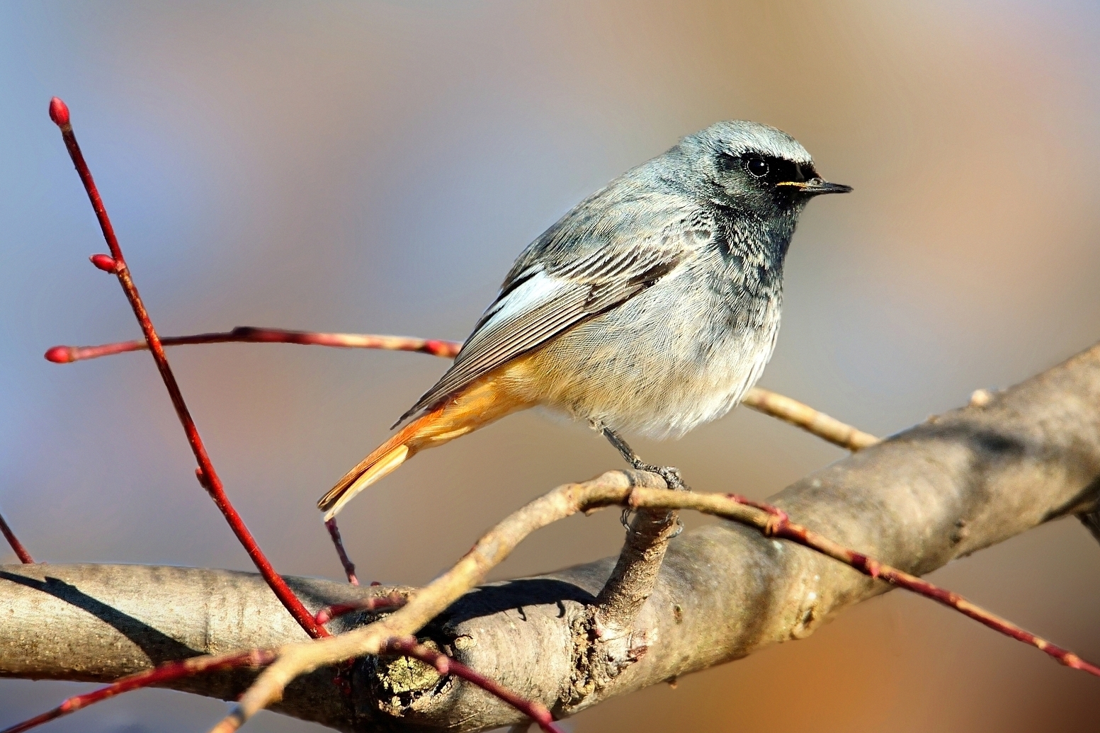 Codirosso spazzacamino