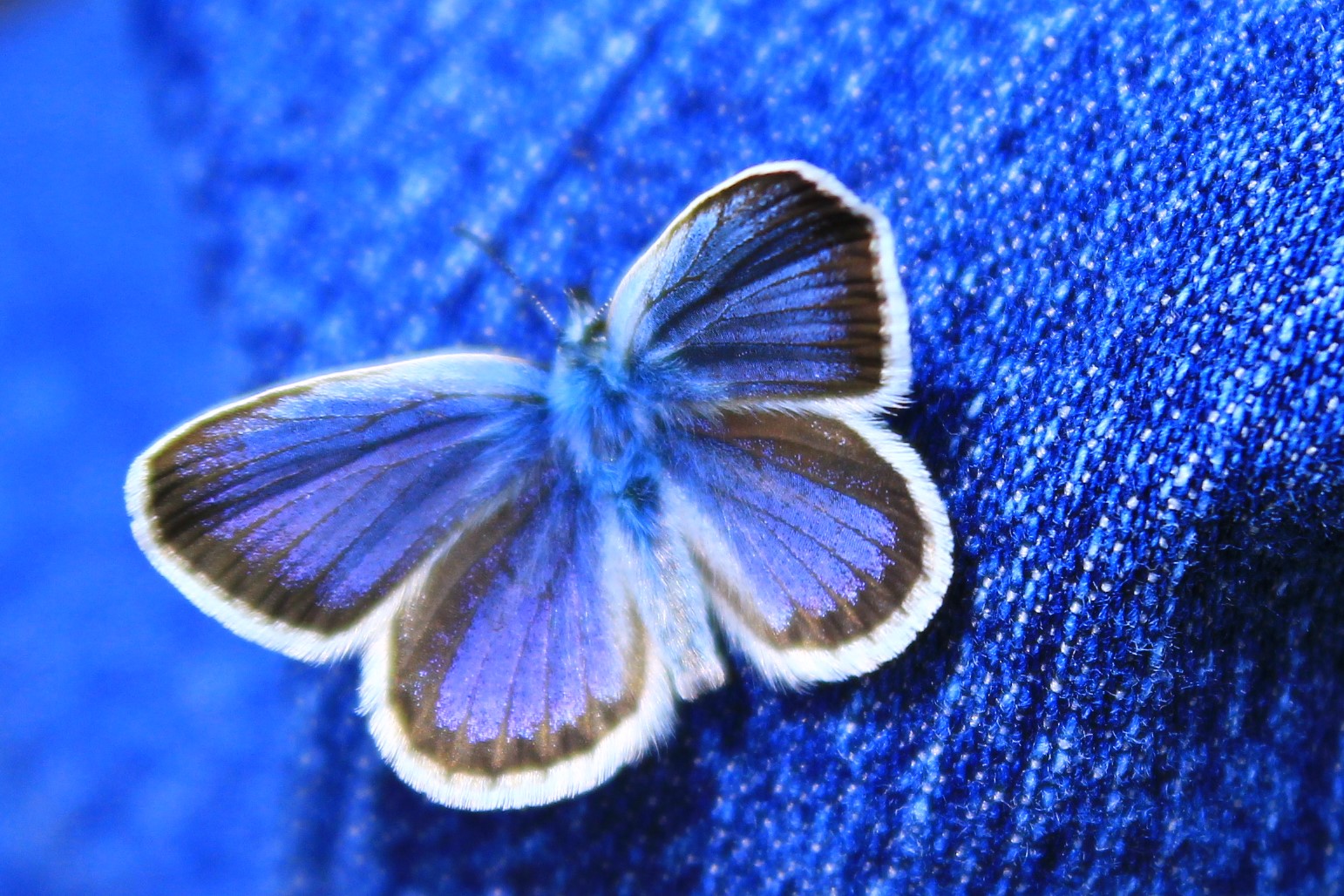 Blue Butterfly