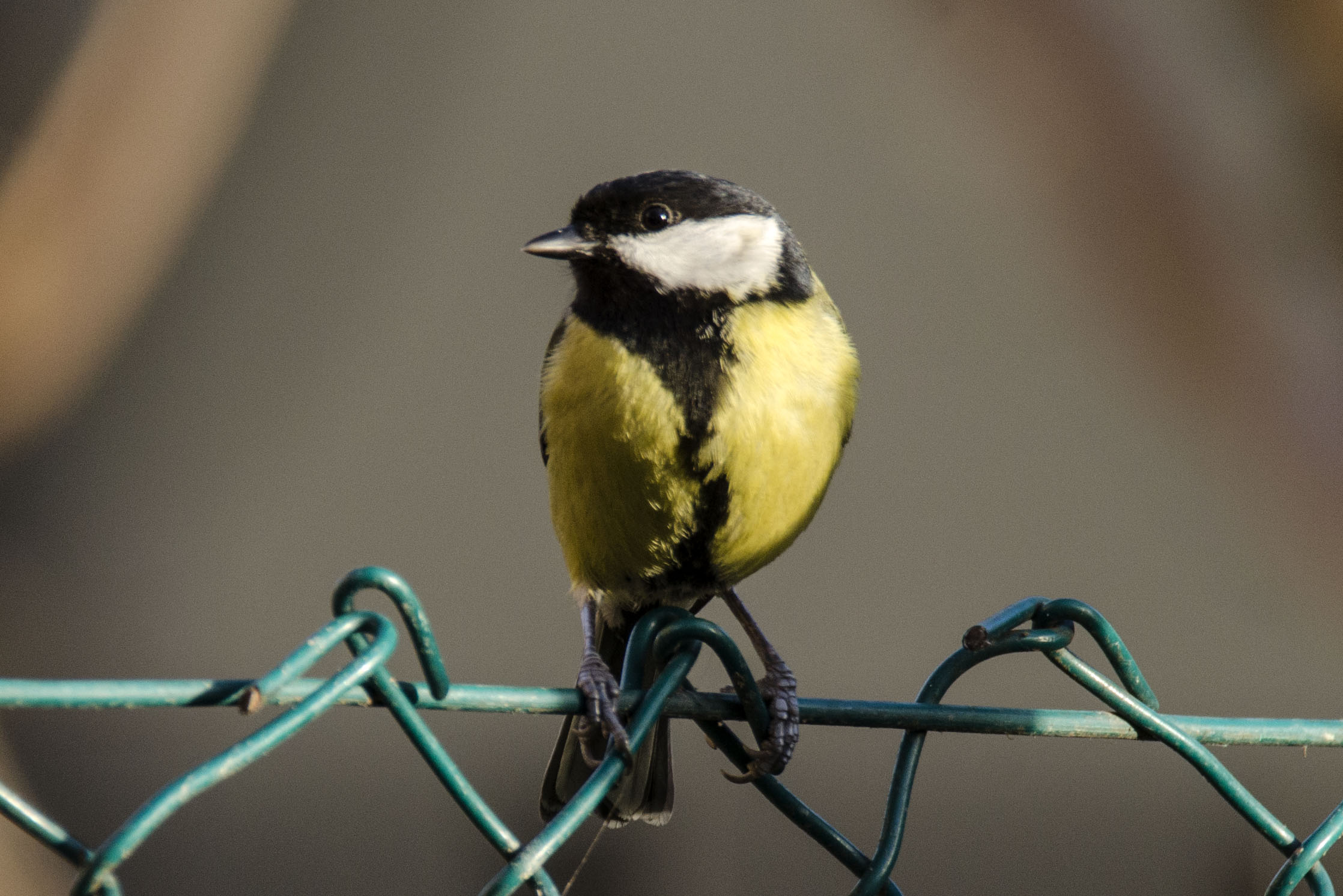 Great Tit