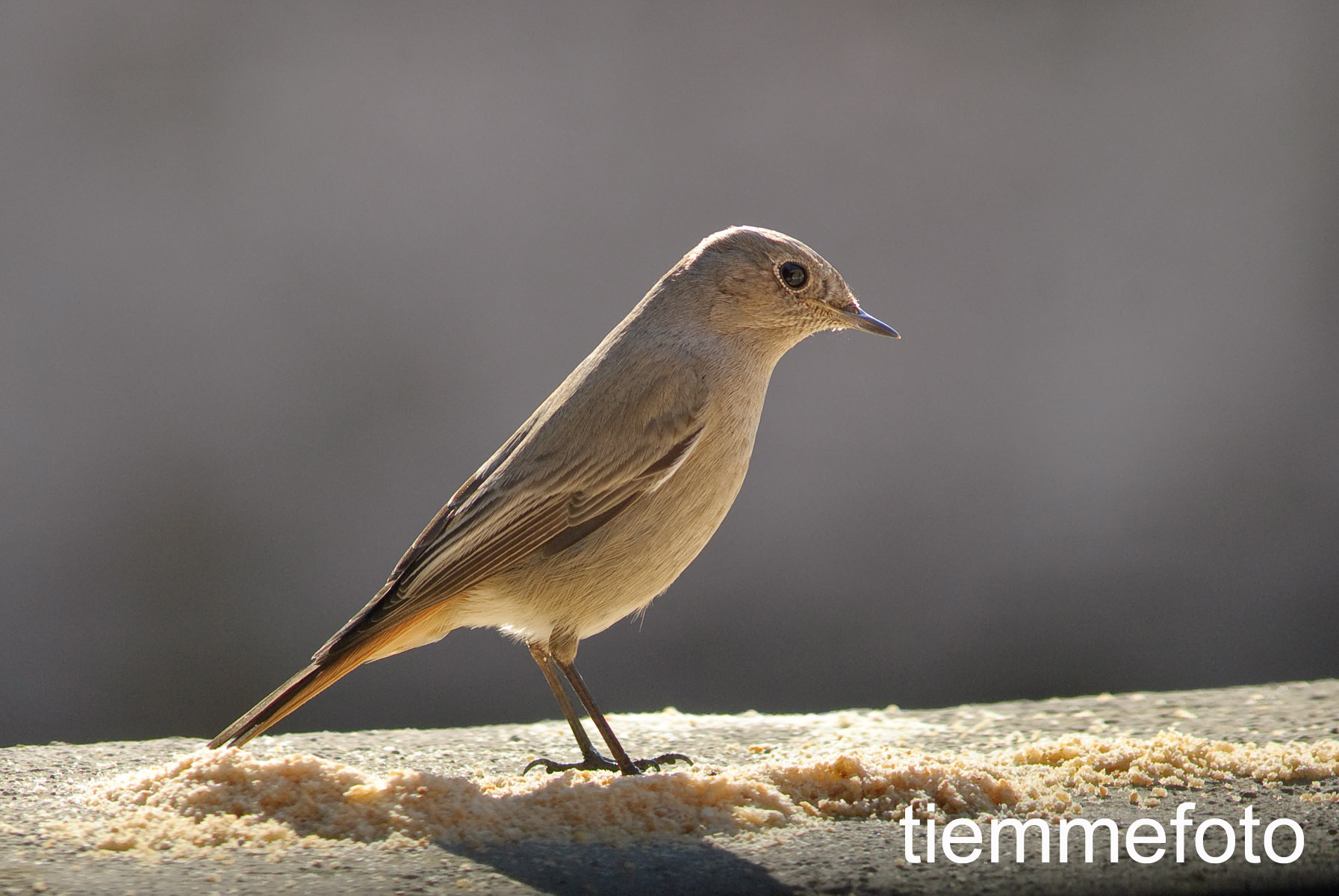 Redstart backlit