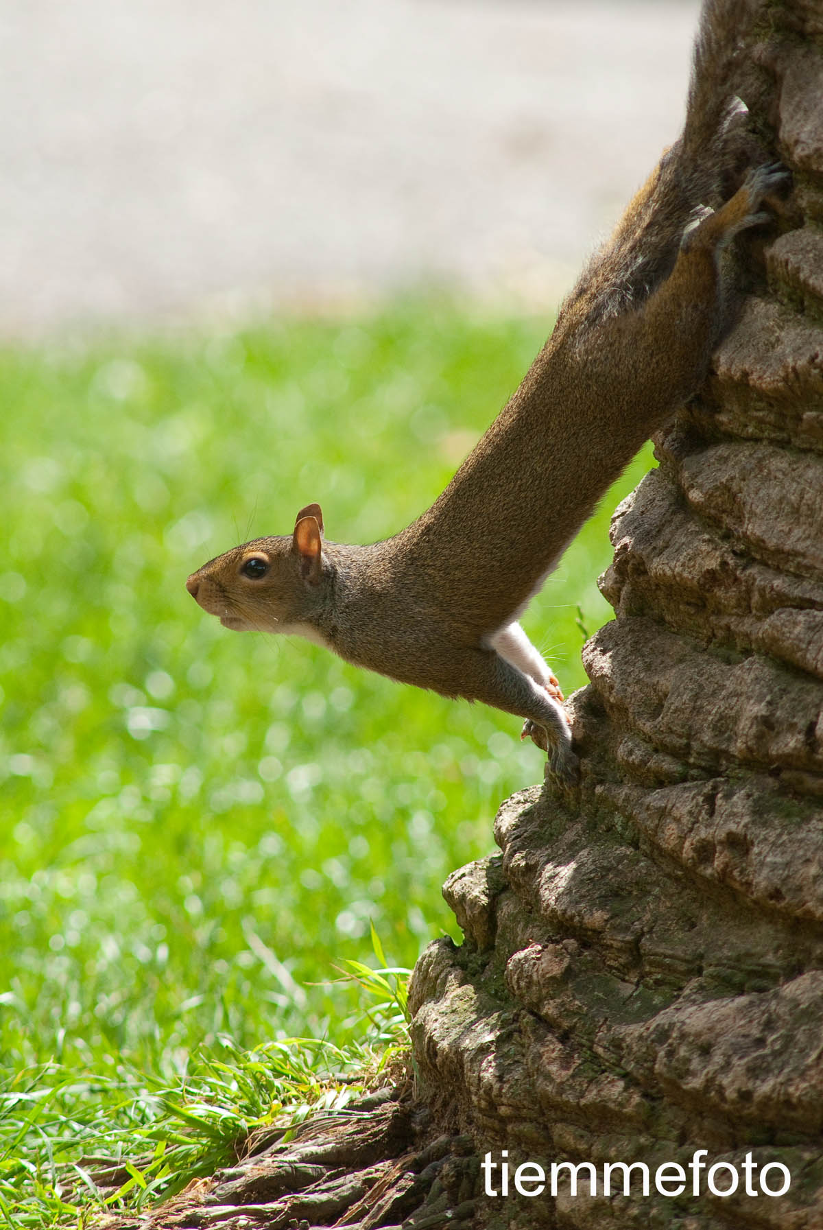 Scoiattolo titubante