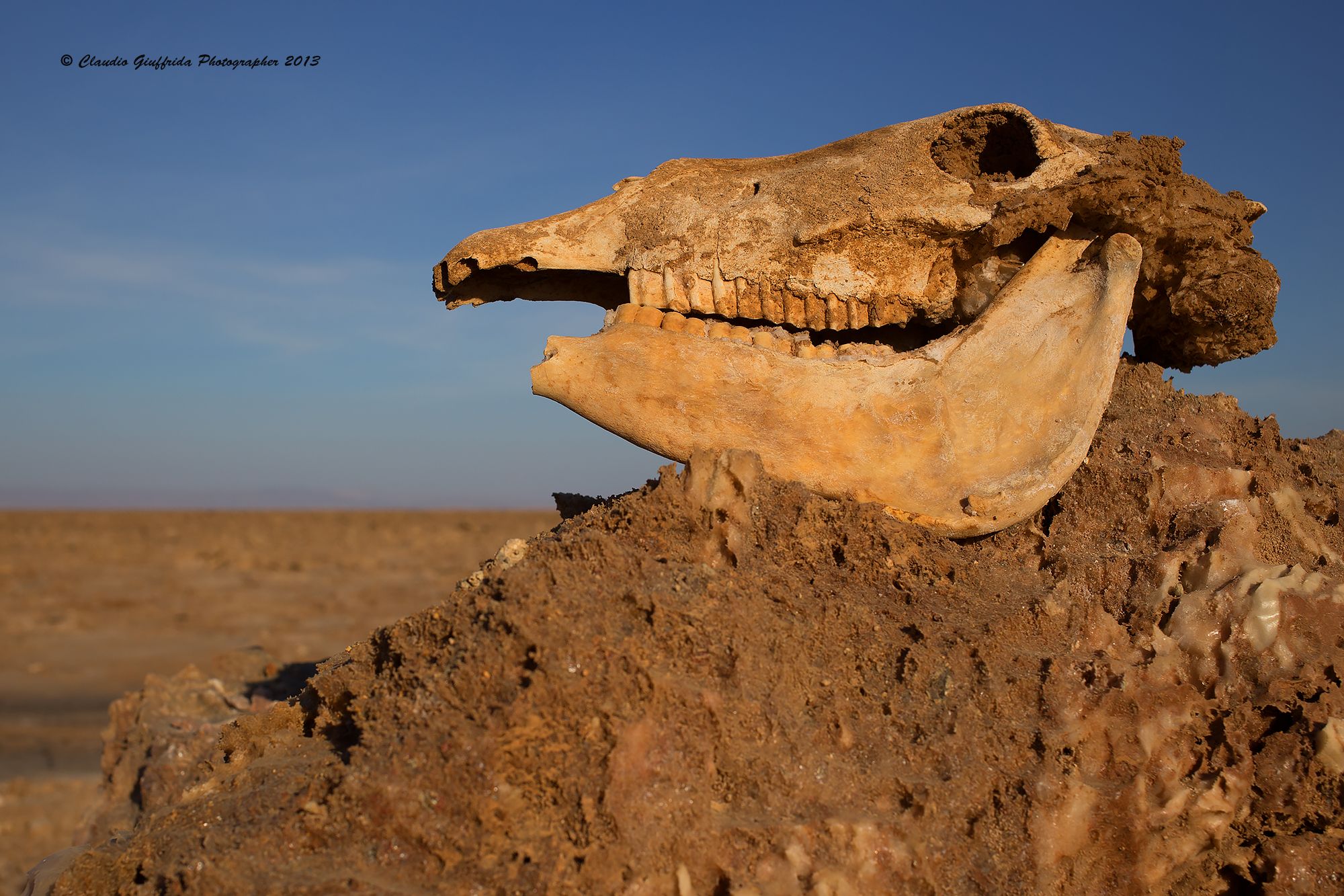 There was once a Camel ...