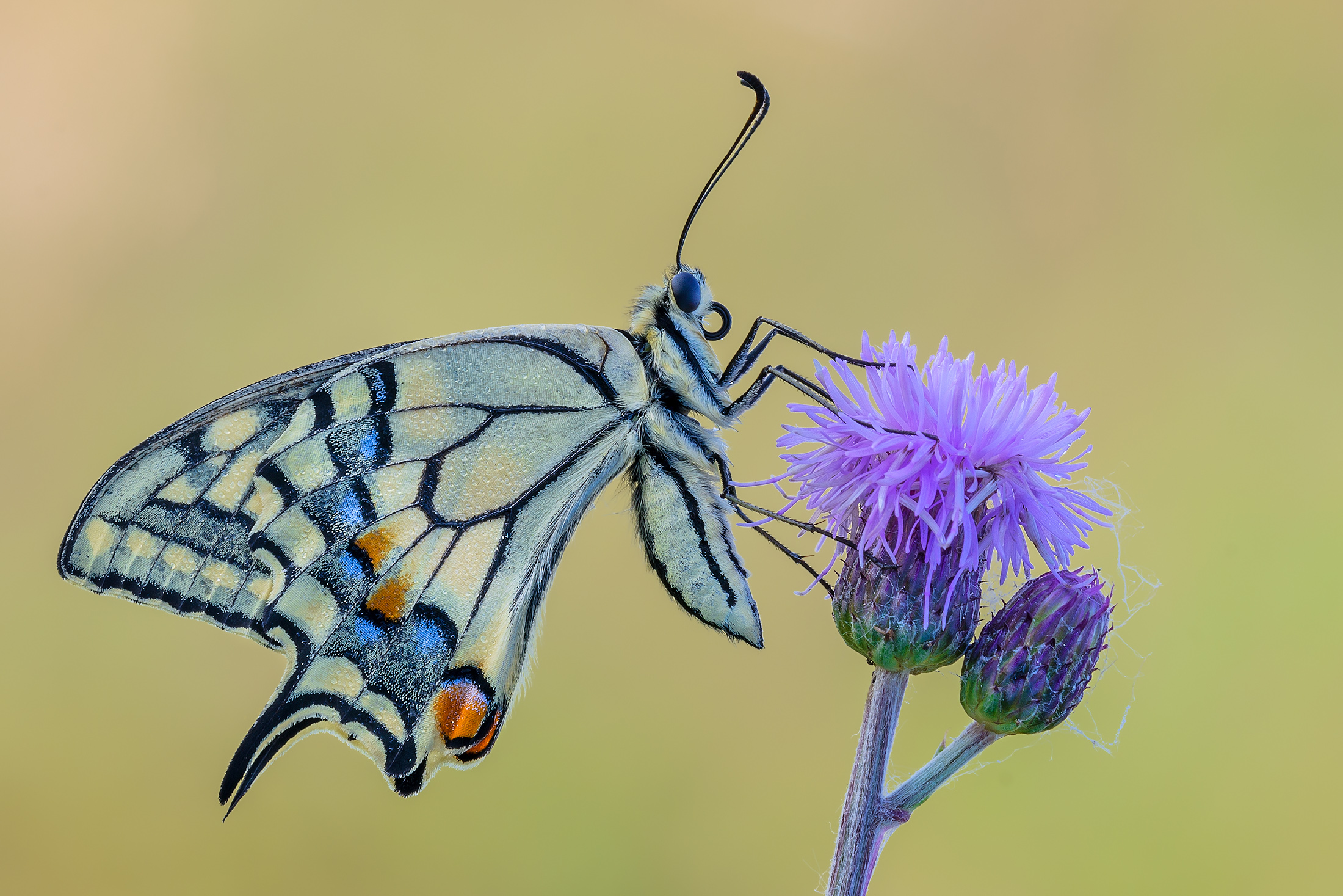 Papilio machaon
