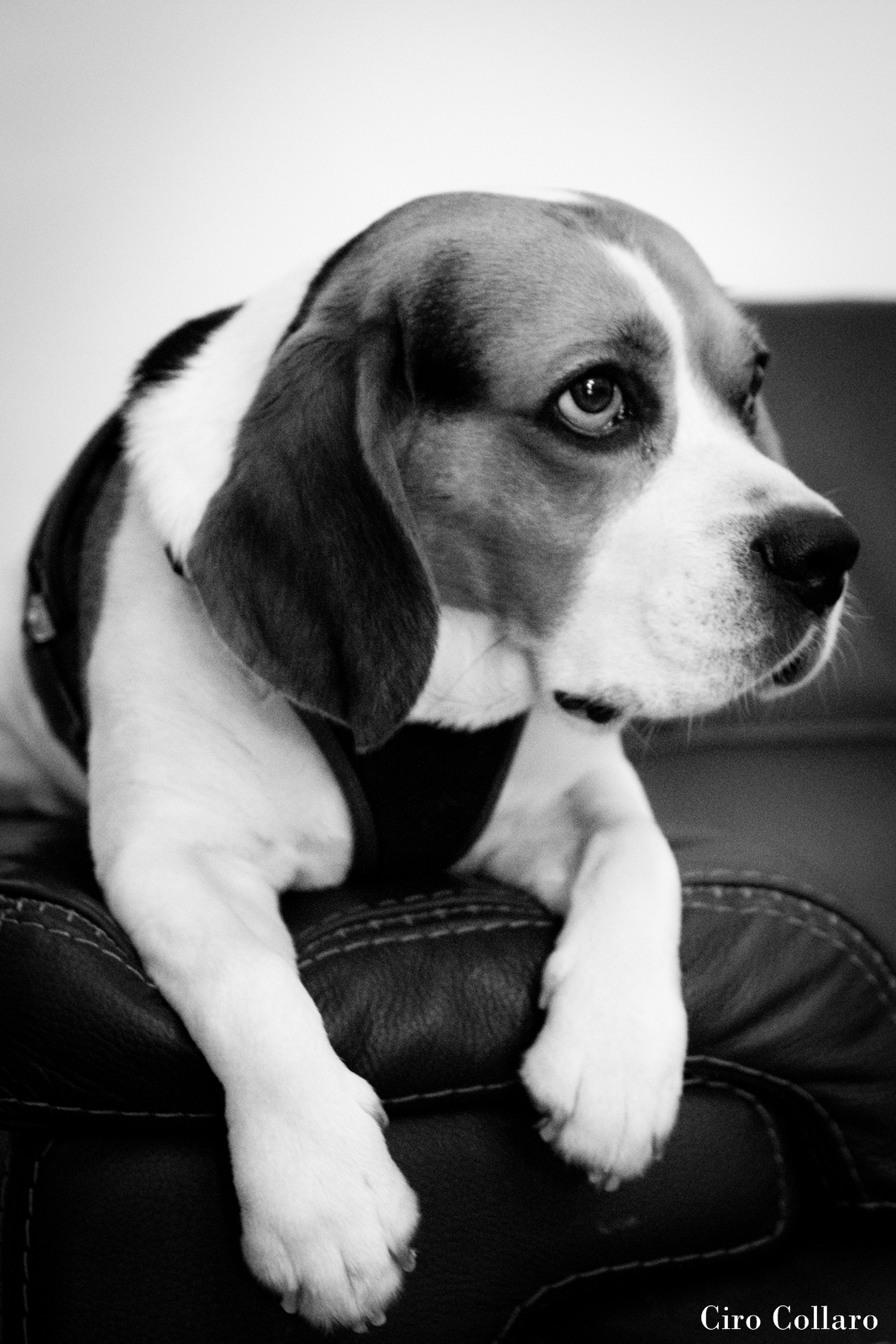 Beagle