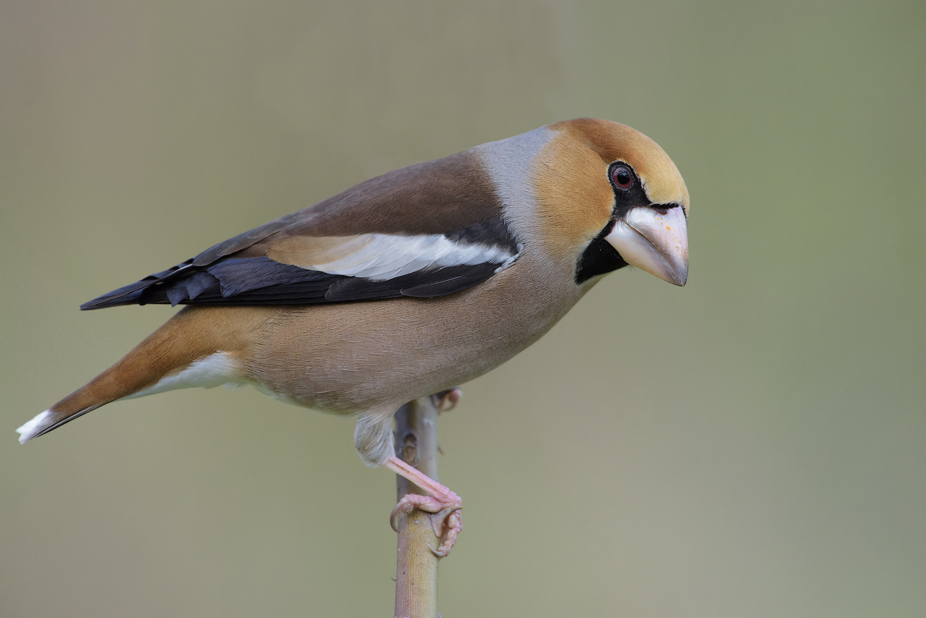 radiografia di frosone