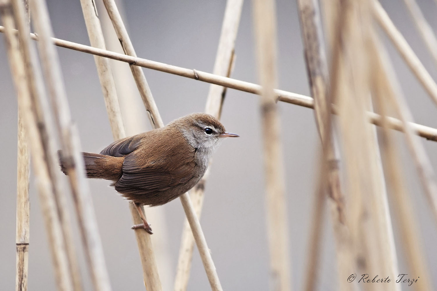Cetti's Warbler