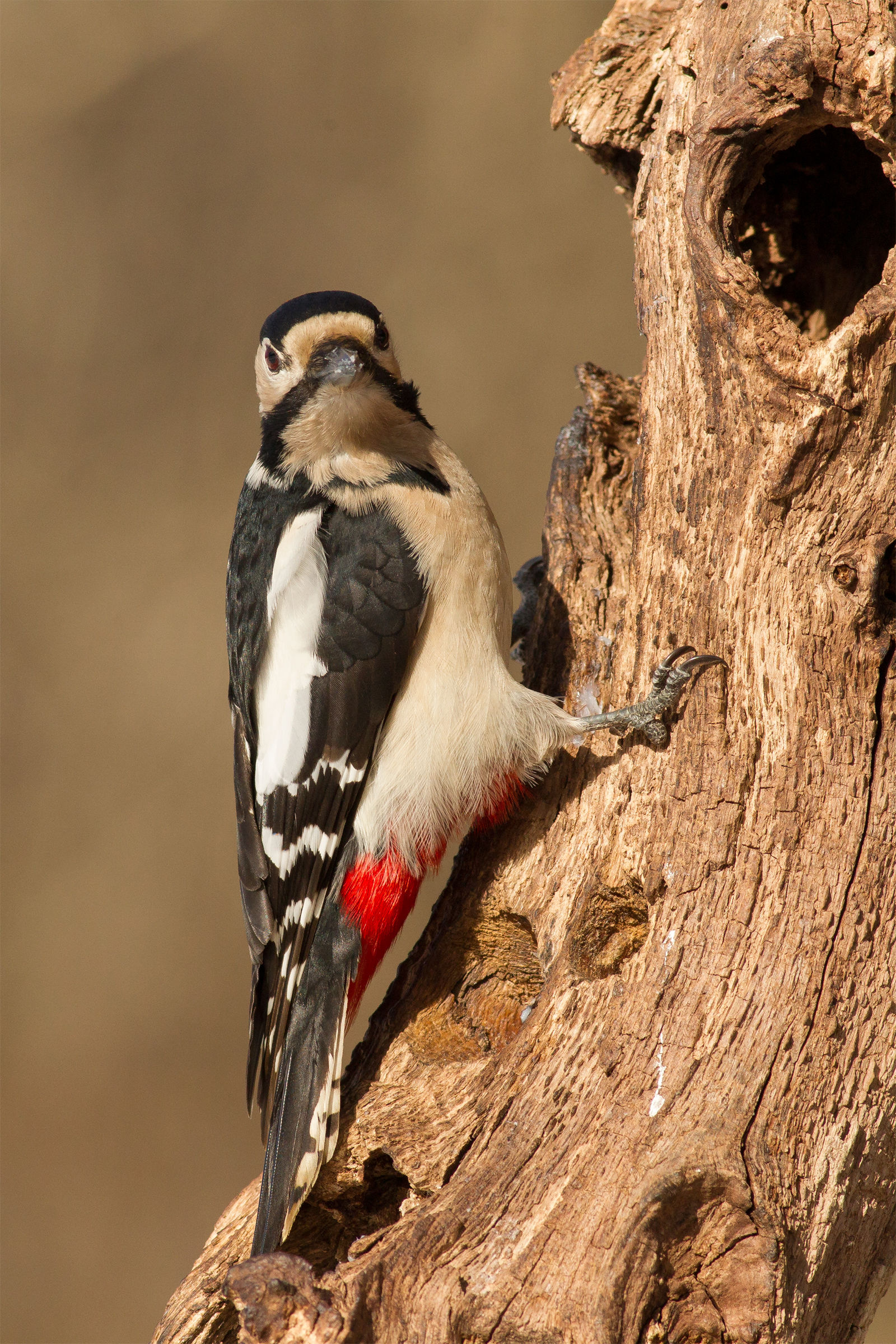 Woodpecker
