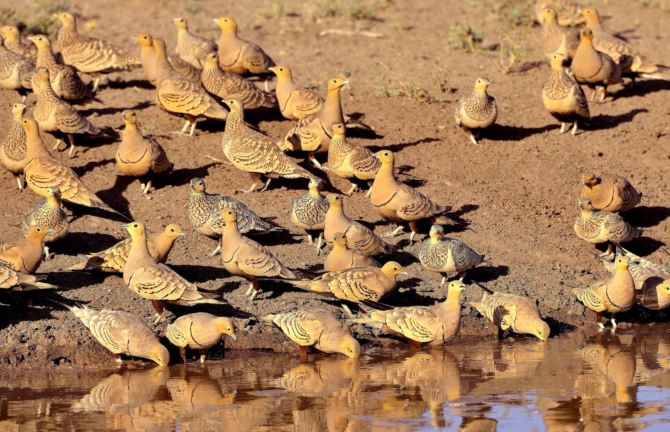 Etiopia 2015 - ?????