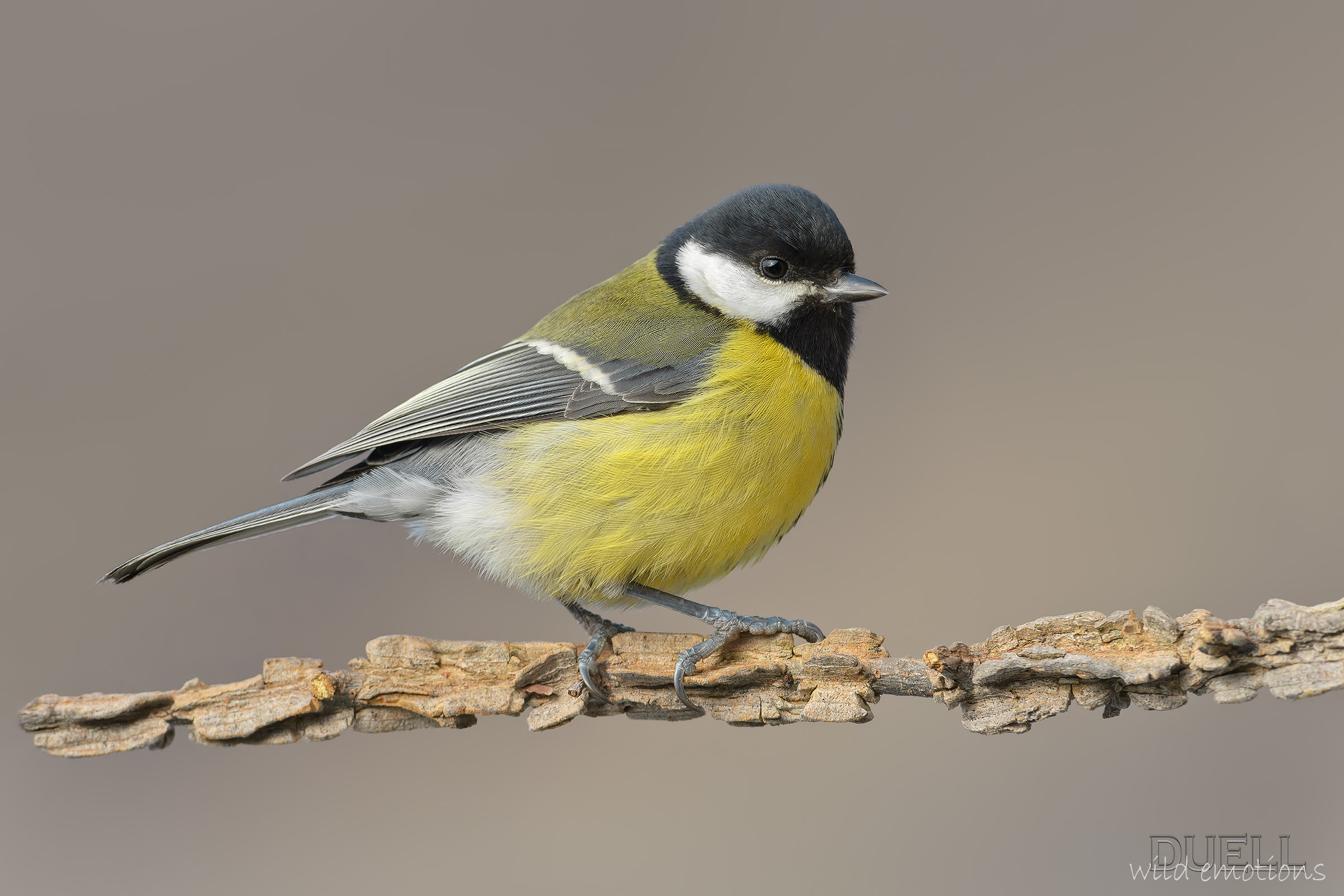 a tit for friend Steff