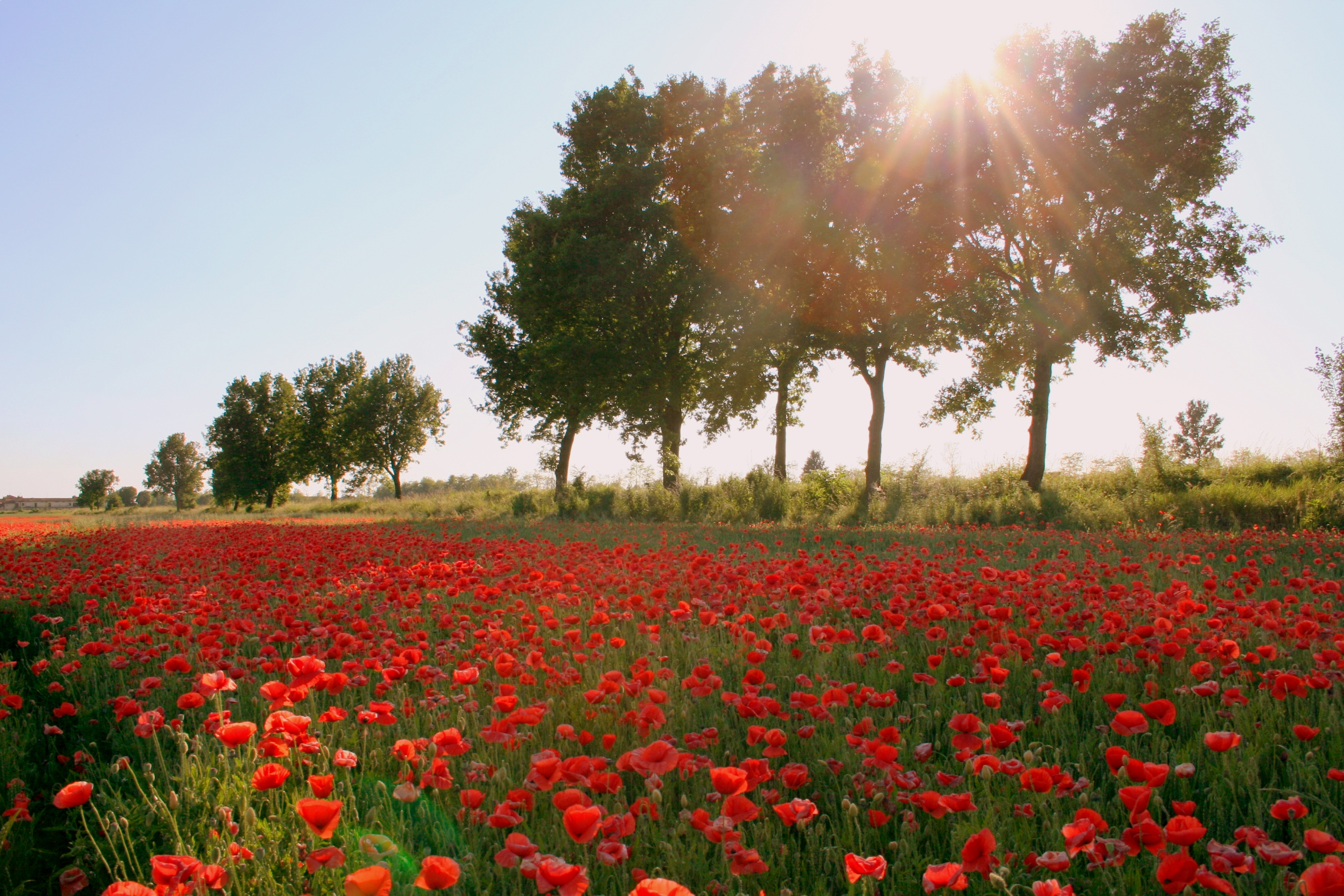 Campo di Papaveri