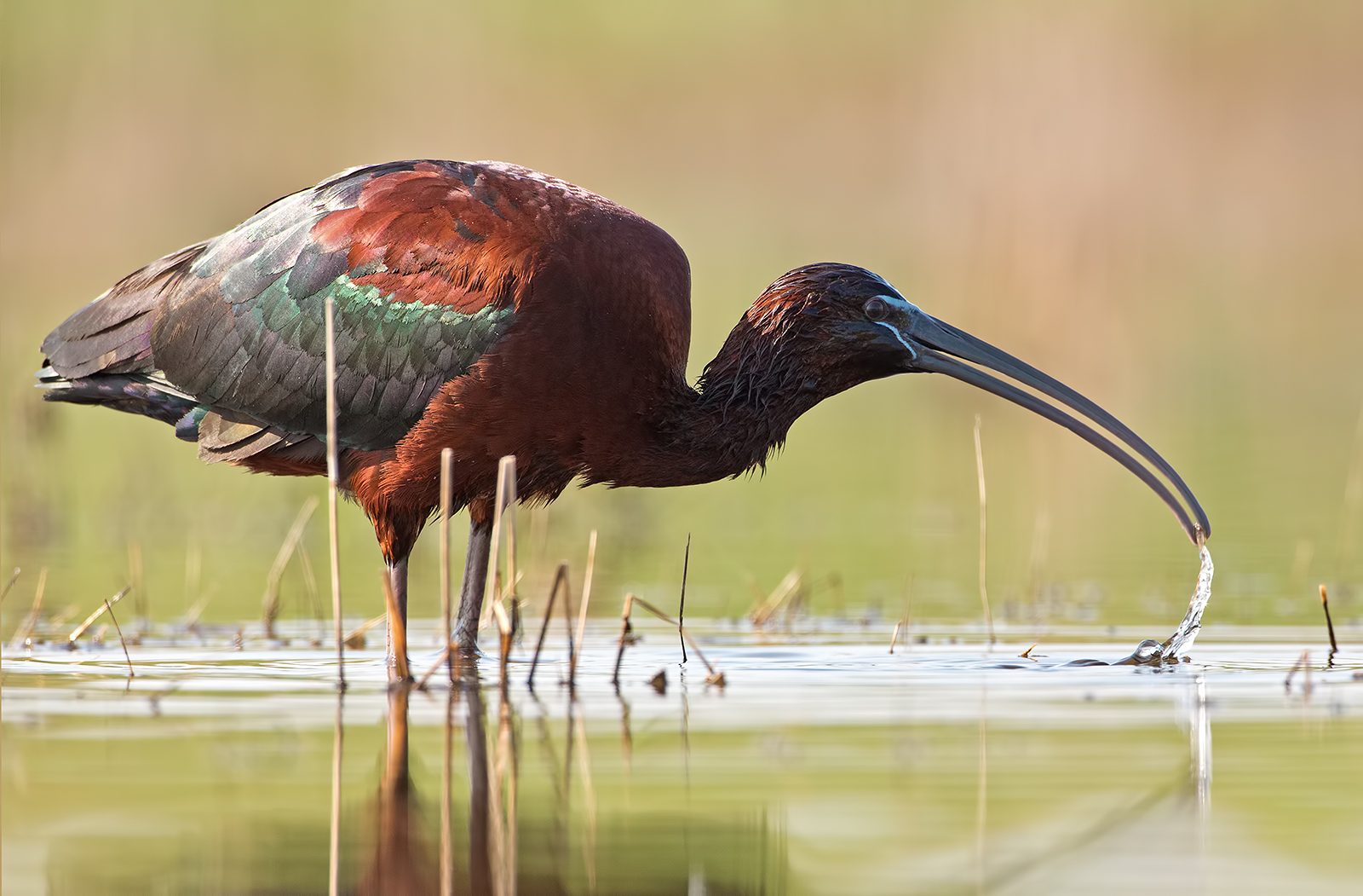 Mignattaio in luce ignobile :-D