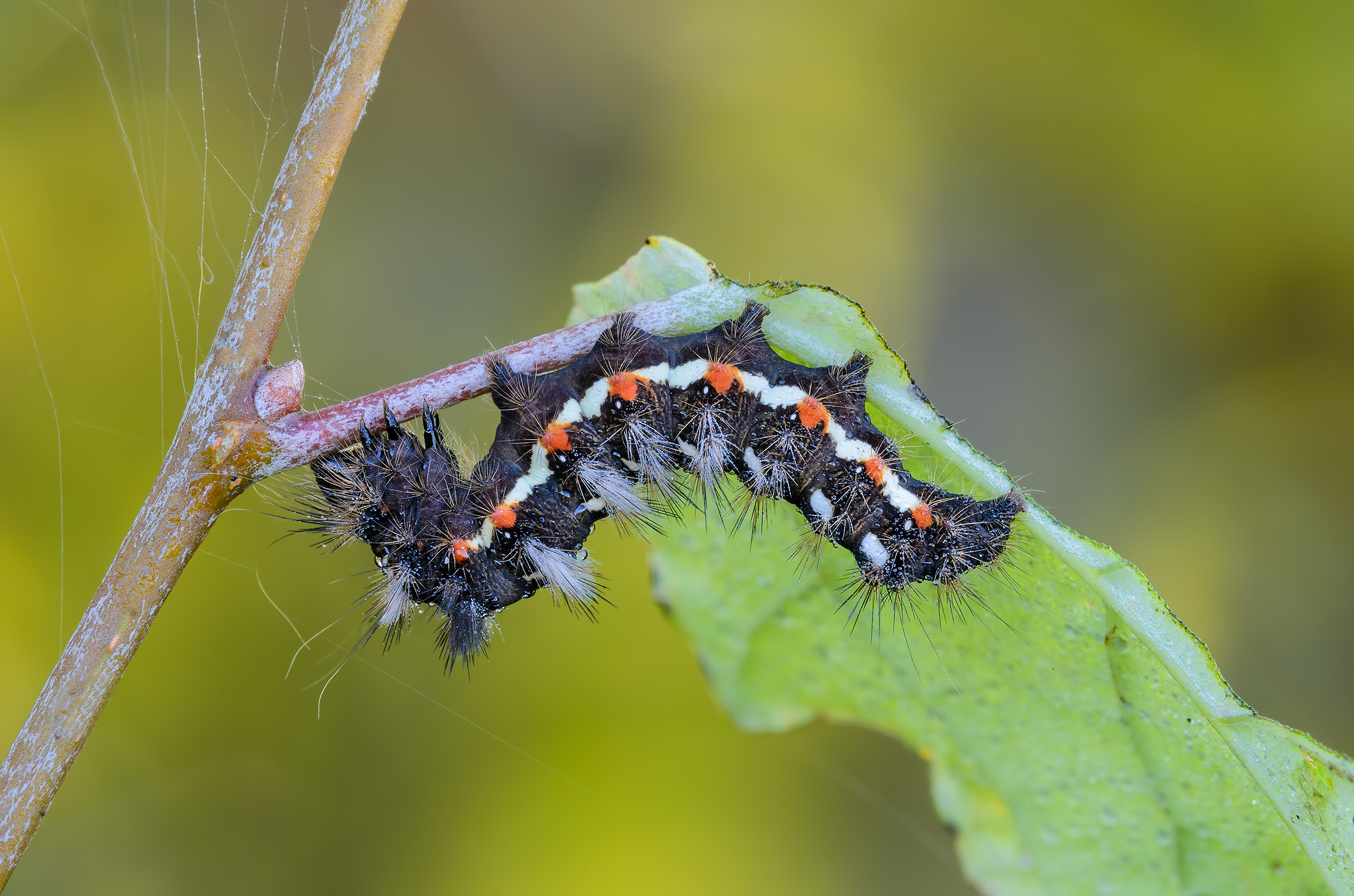 Acronicta Rumicis