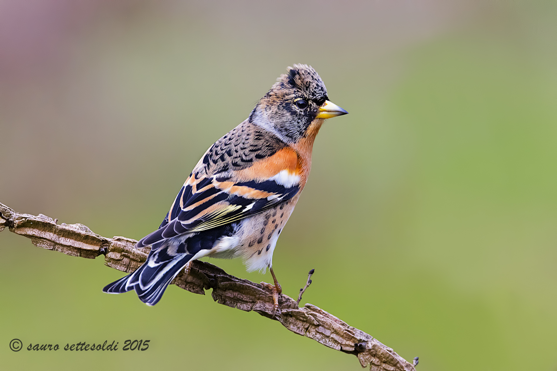 Peppola maschio pensieroso