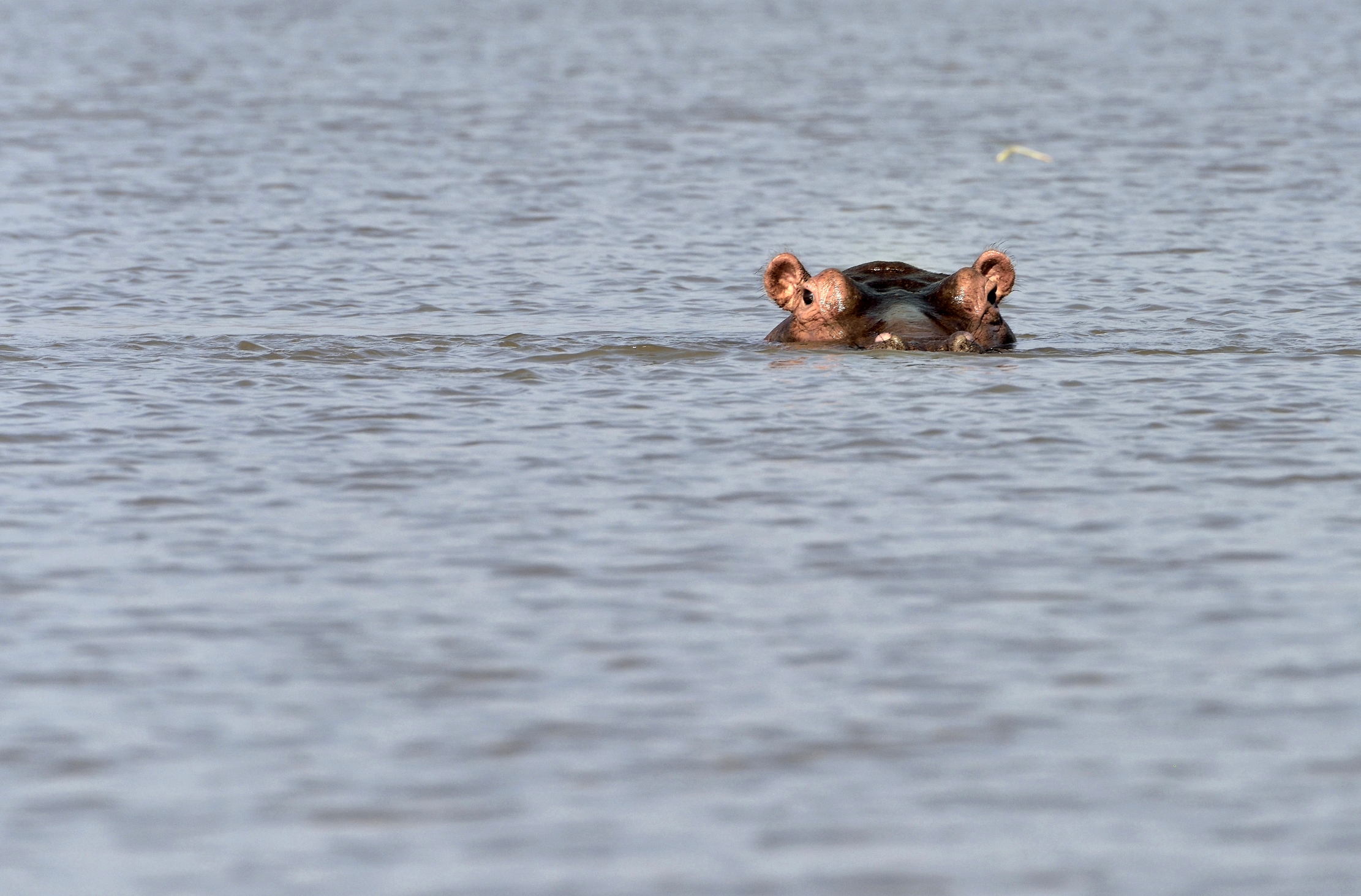 Etiopia 2015 - Ippo nel lago Chamo
