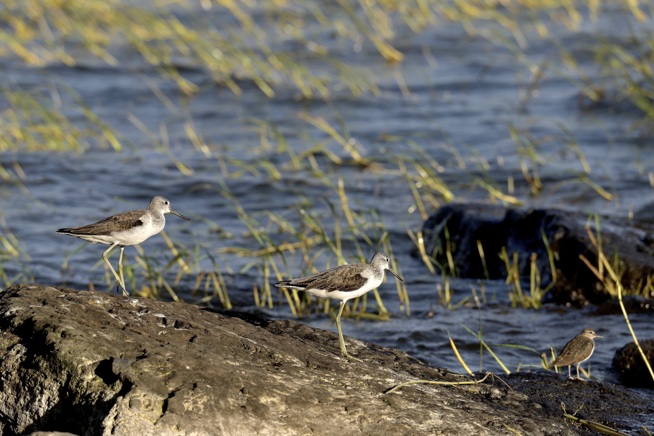 Etiopia 2015 - Lago Hawassa Pantana e piro piro