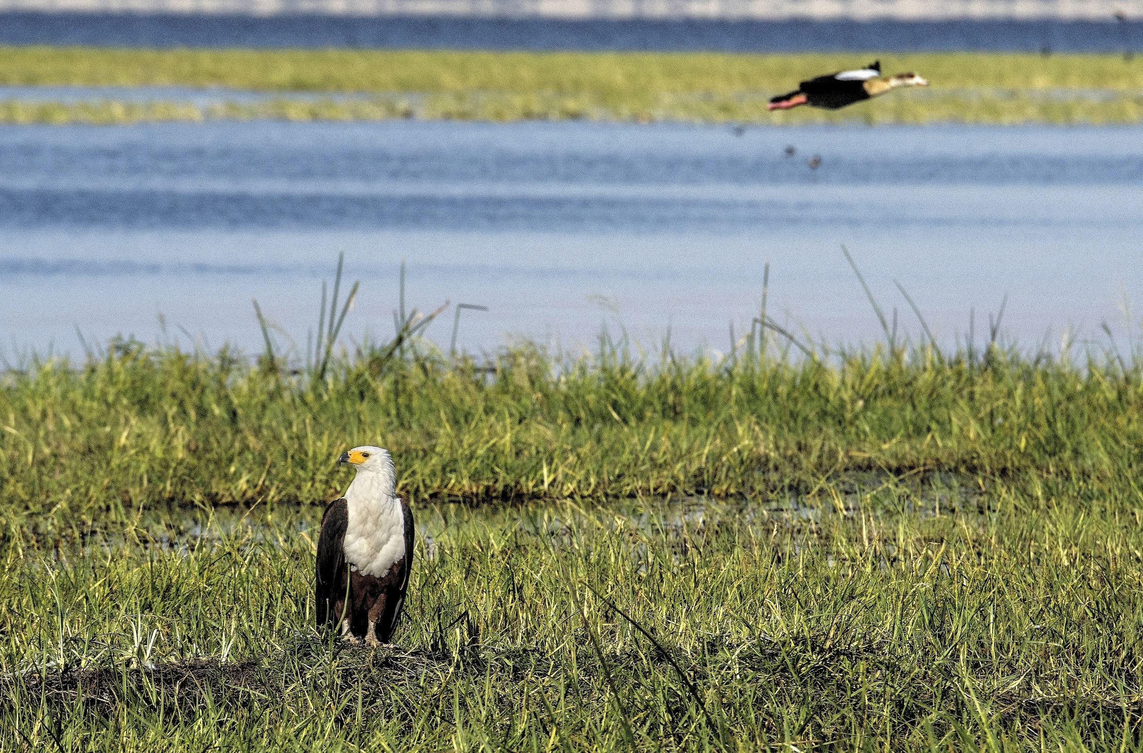 Etiopia 2015 - Fish eagle sul lago Hawassa