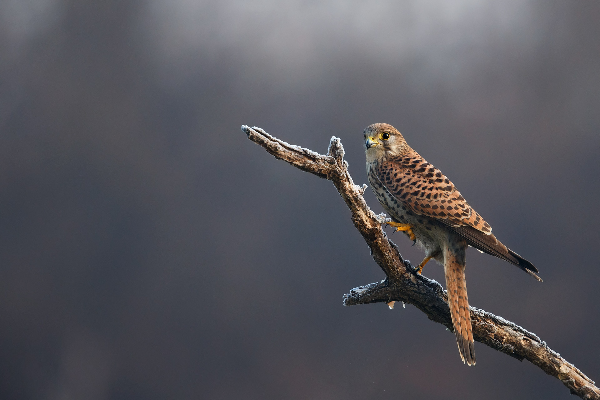 Kestrel posed at first light