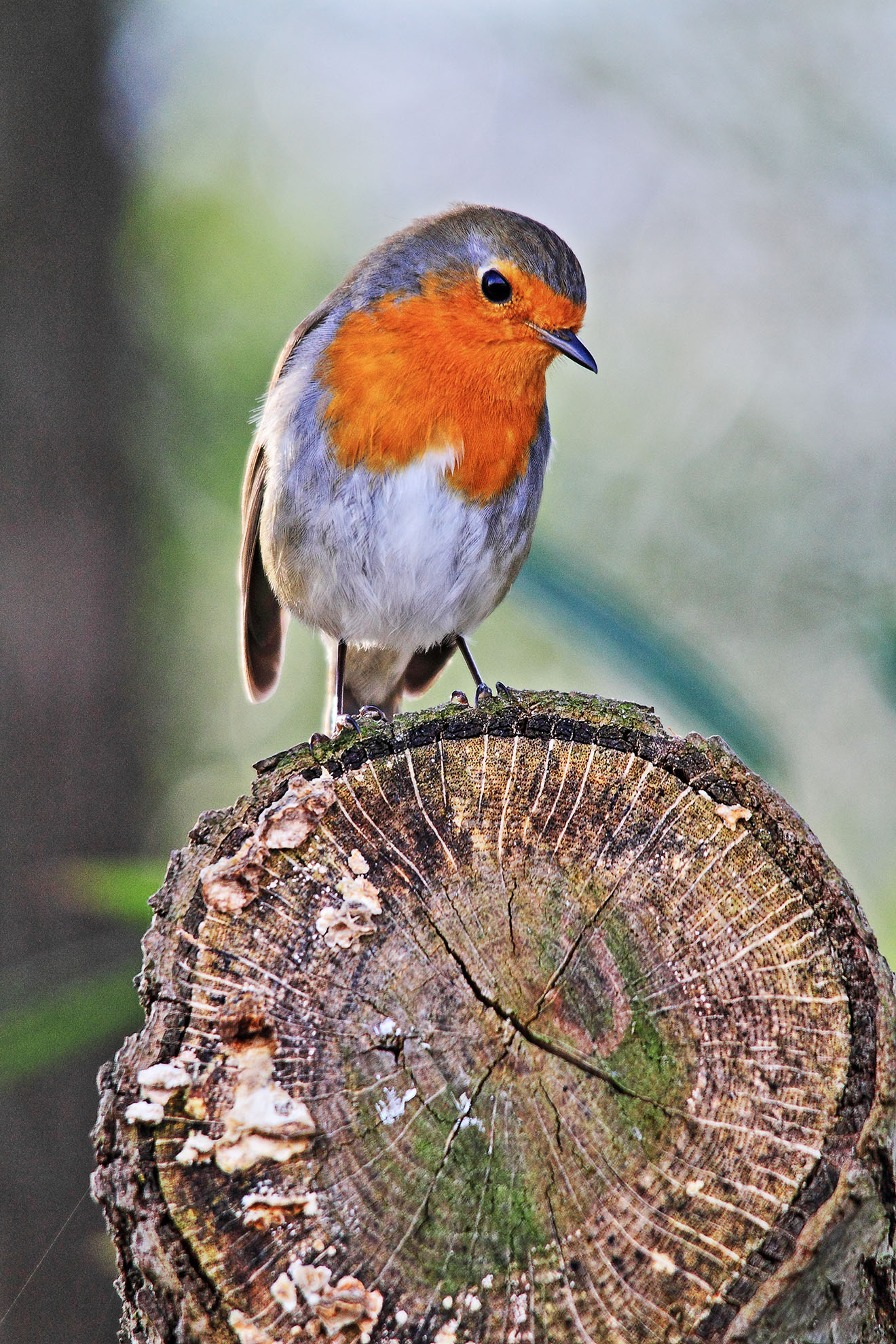Robin