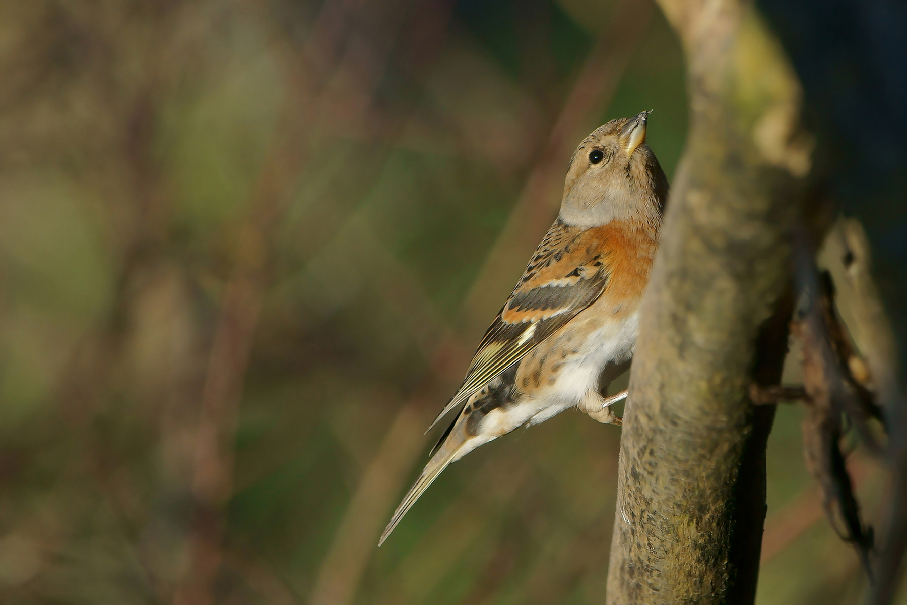 Brambling