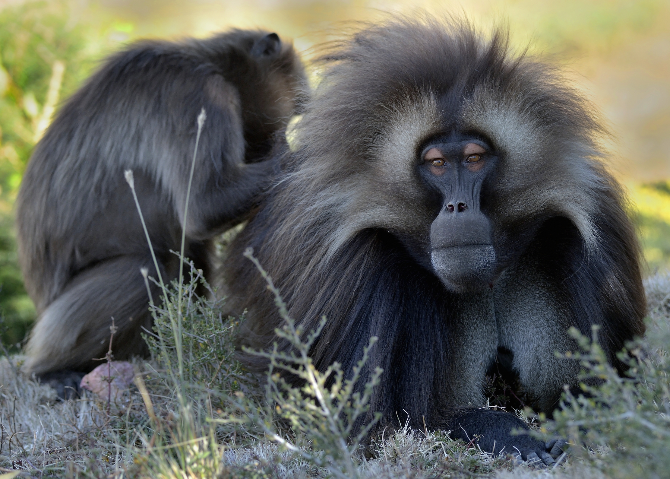 Etiopia 2015 - Gelada baboon