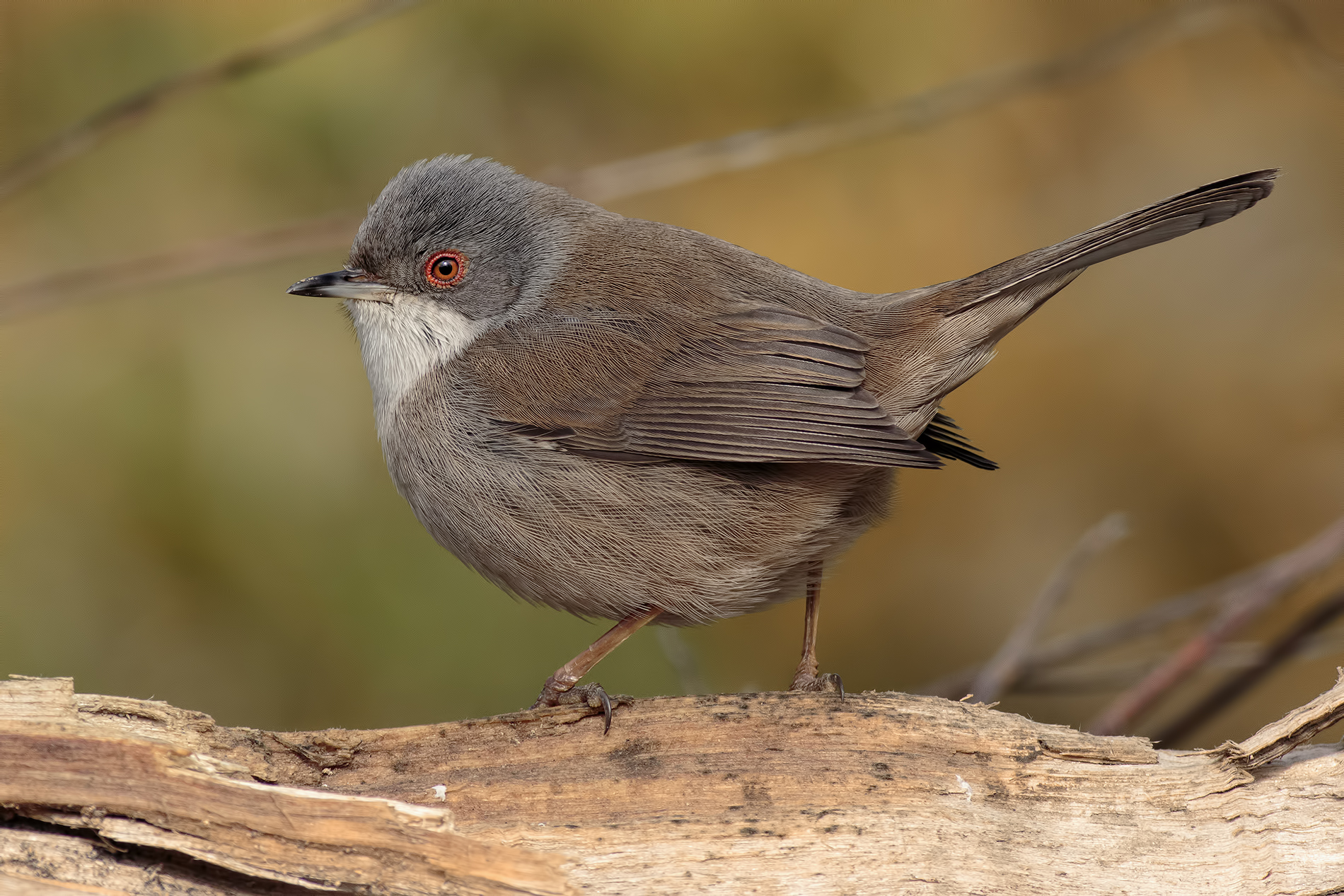 Isotta (l'occhiocotta) stamane...