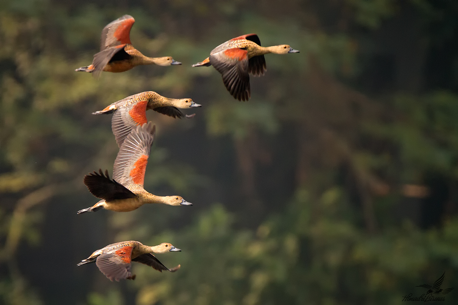 Lesser Whistling Duck