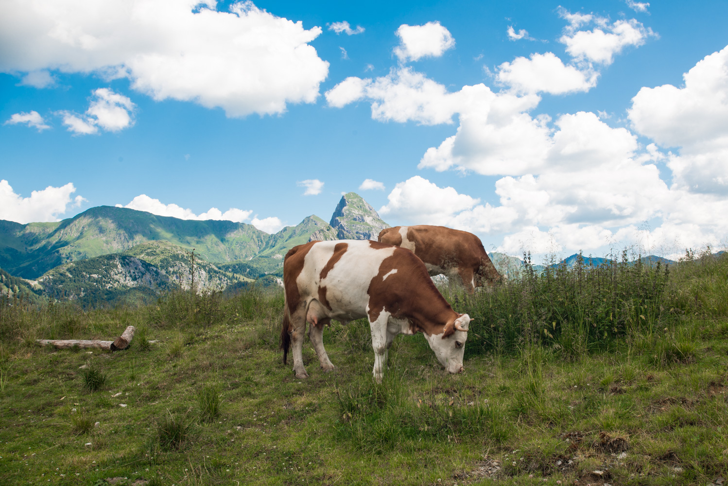 grazing in mountain pasture