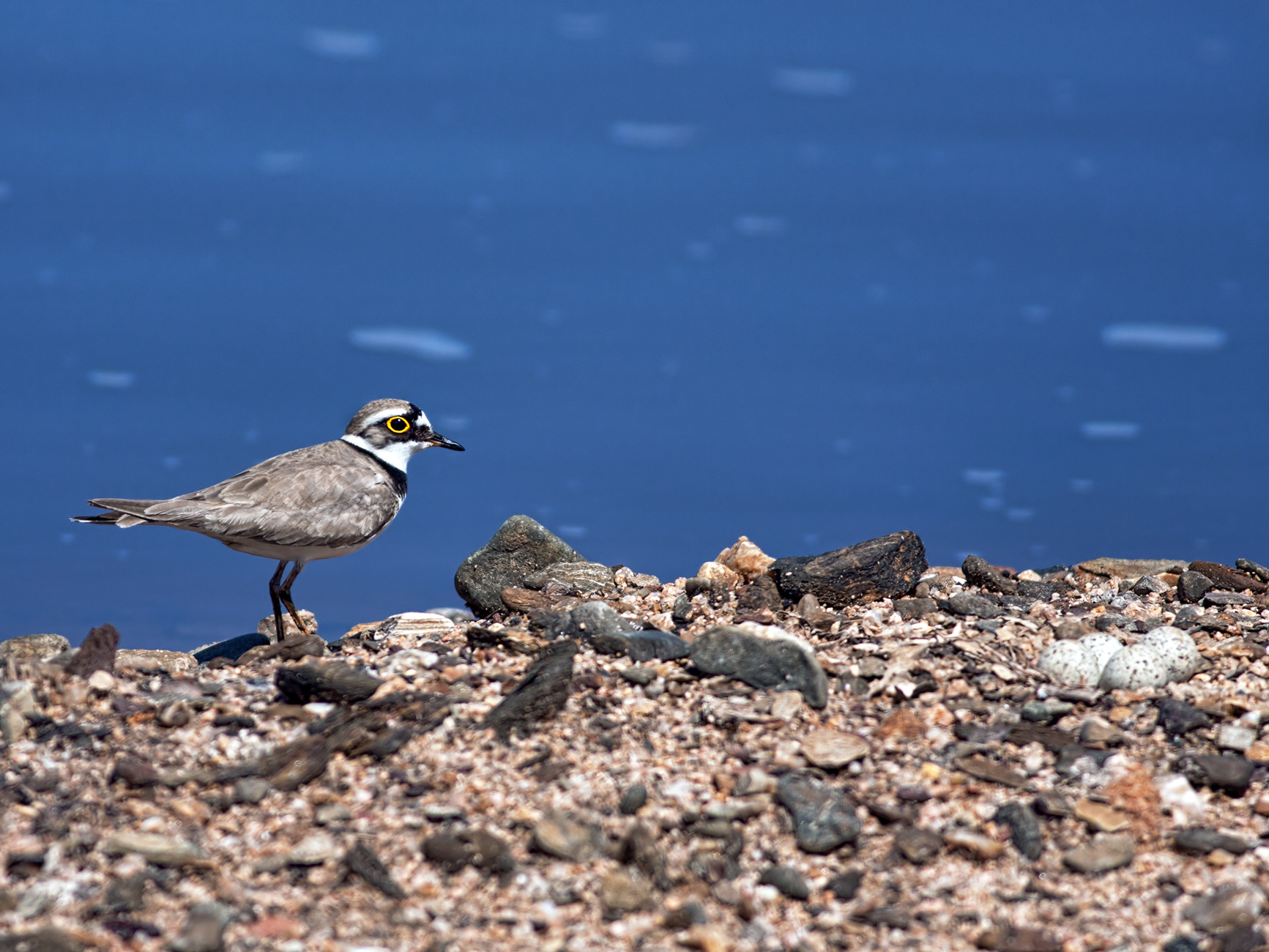 Corriere piccolo - turno di cova