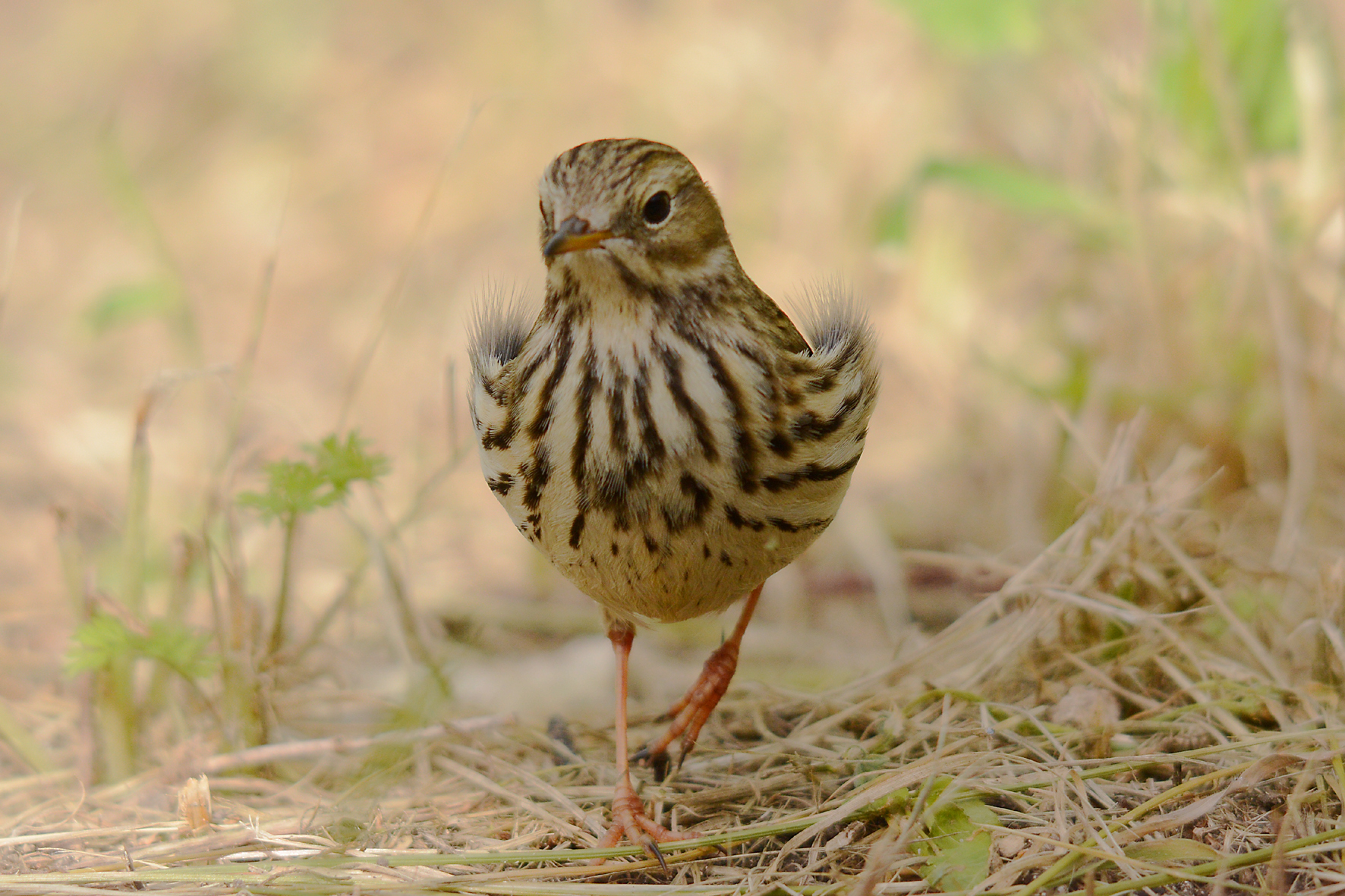 Pispola (Antus pratensis)