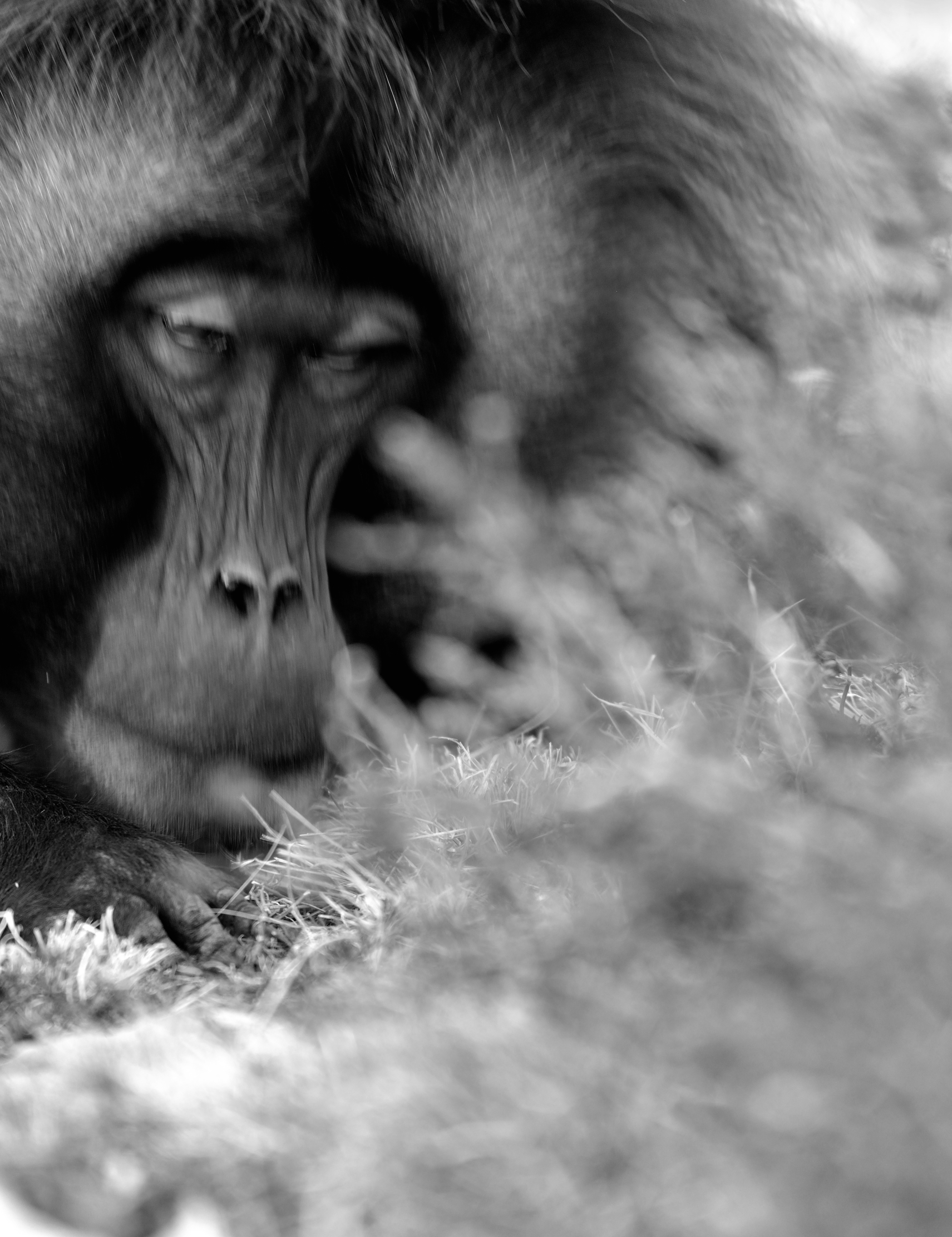 Etiopia 2015 - Gelada baboon