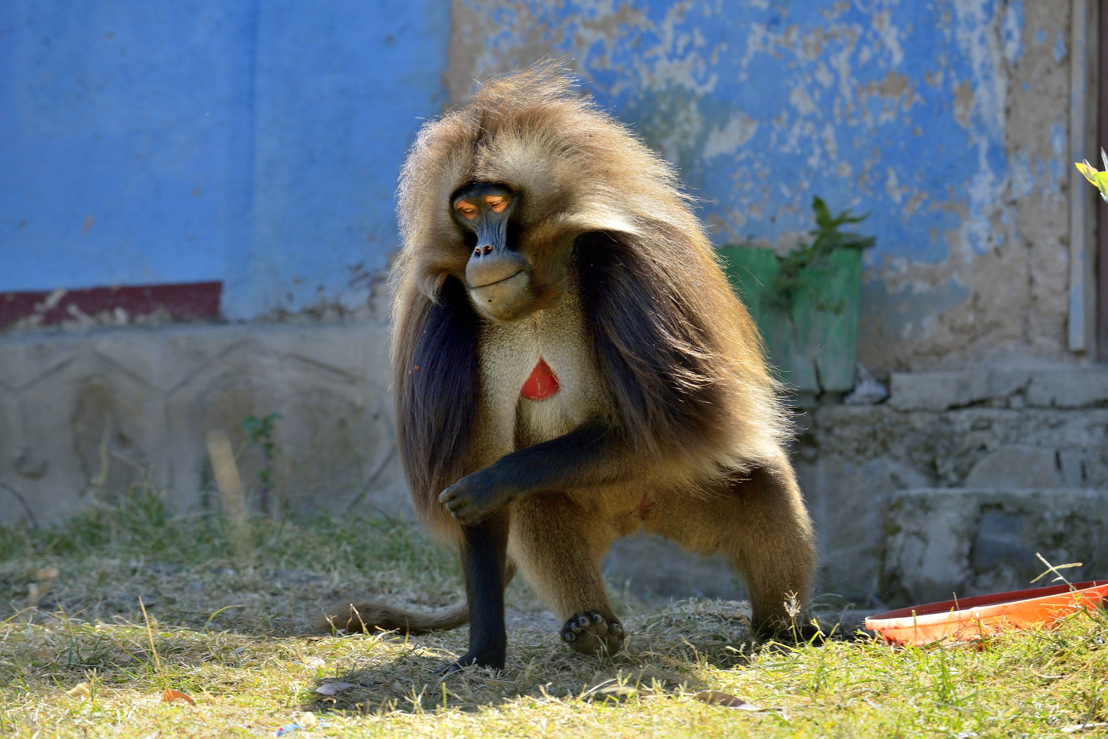 Etiopia 2015 - Gelada baboon