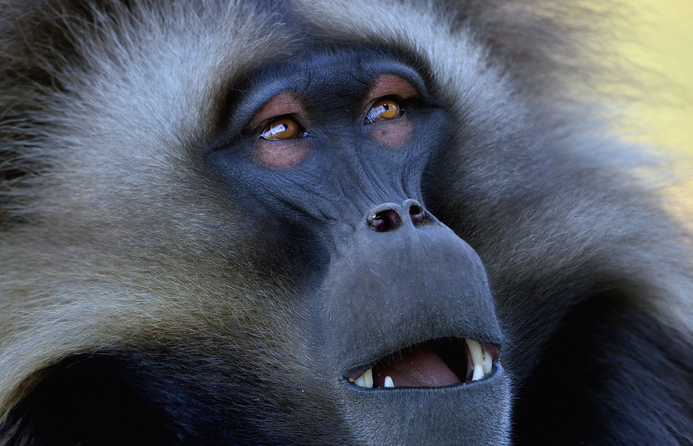 Etiopia 2015 - Gelada baboon