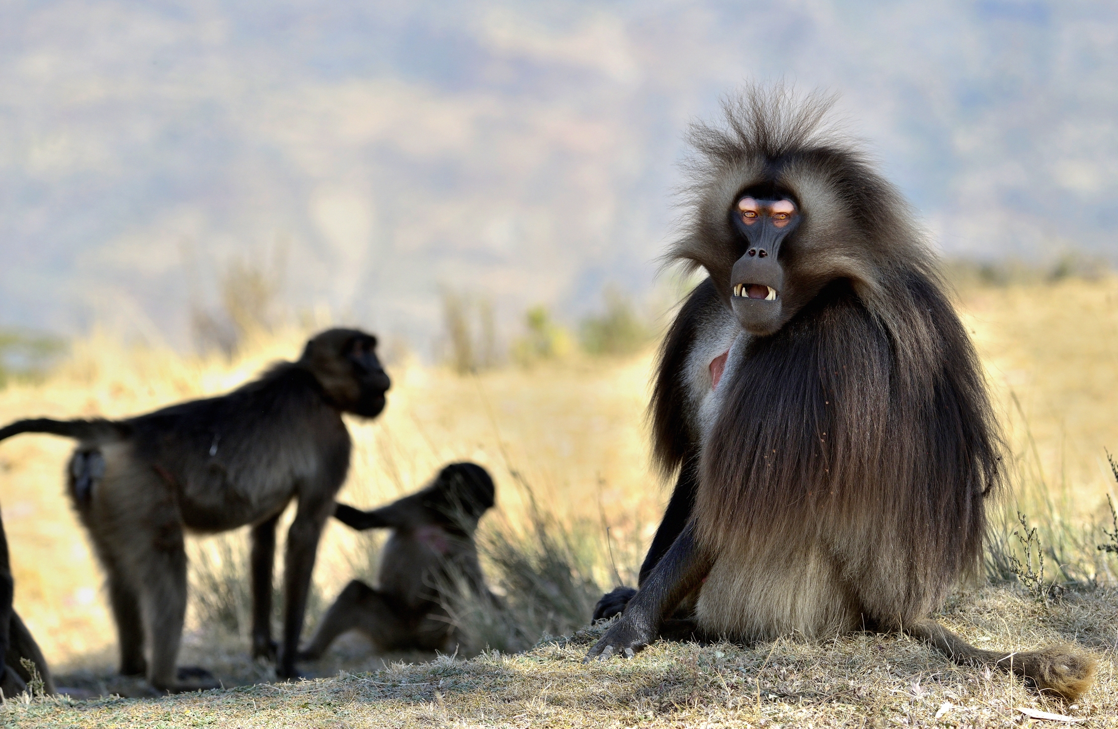 Etiopia 2015 - Gelada baboon