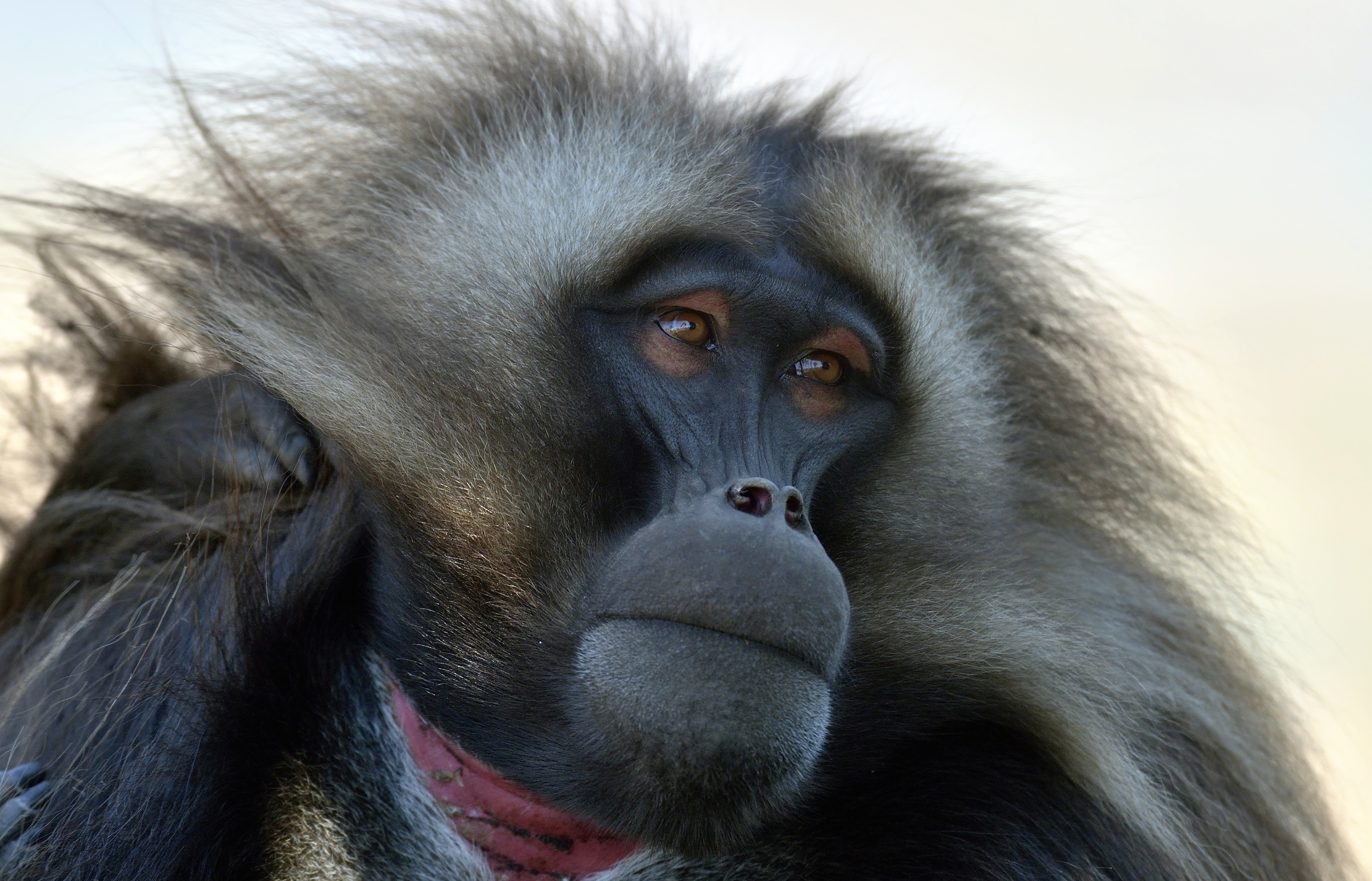 Etiopia 2015 - Gelada baboon