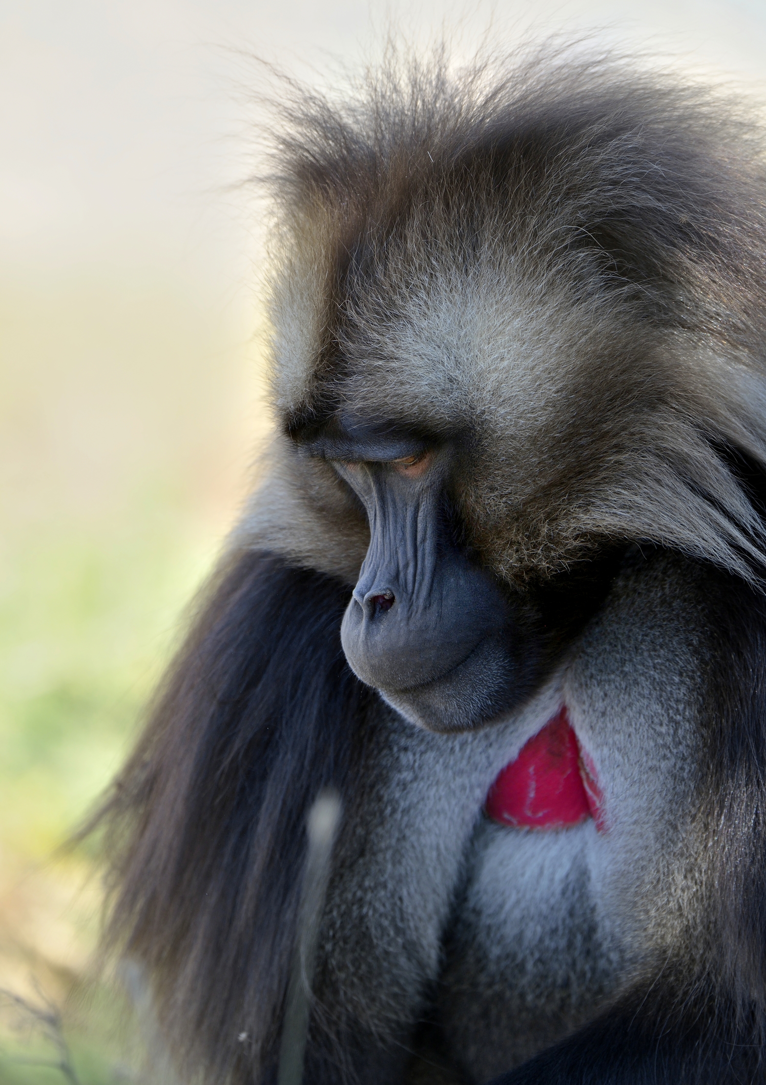 Etiopia 2015 - Gelada baboon