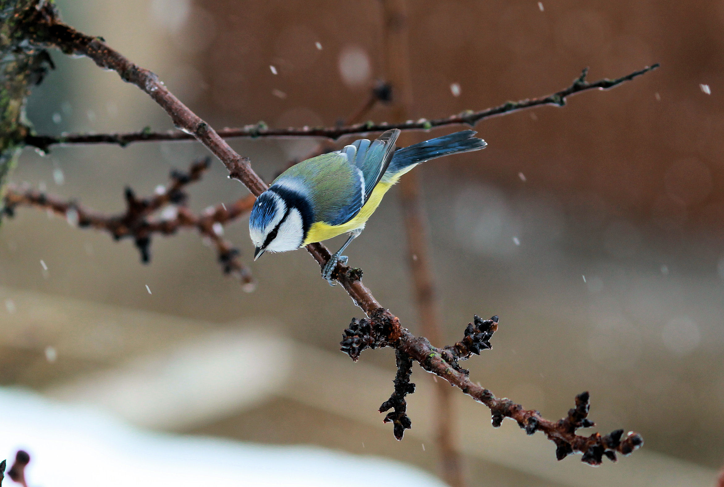 cinciarella nella tormenta