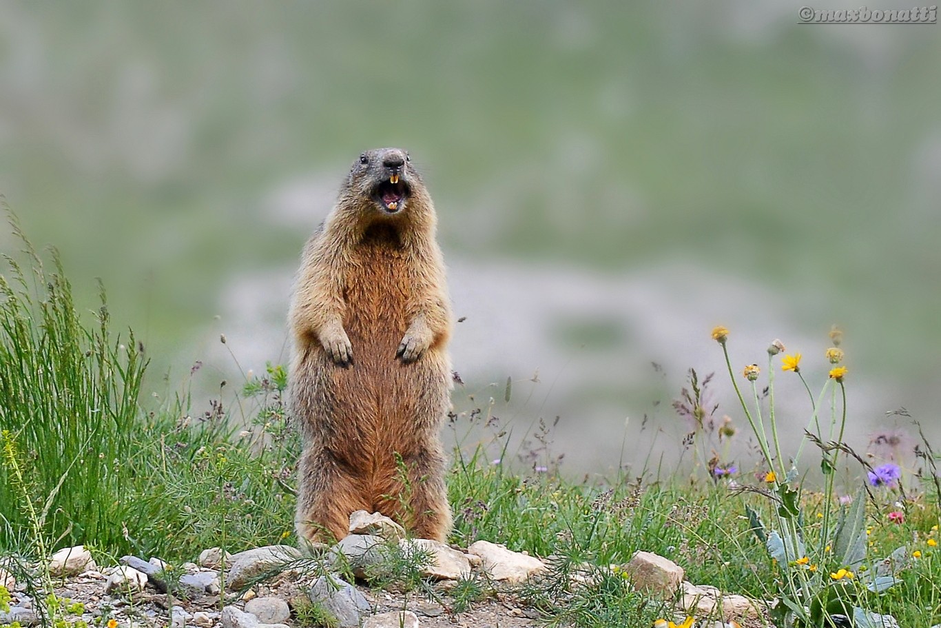 Alarm .... everyone in the house .....