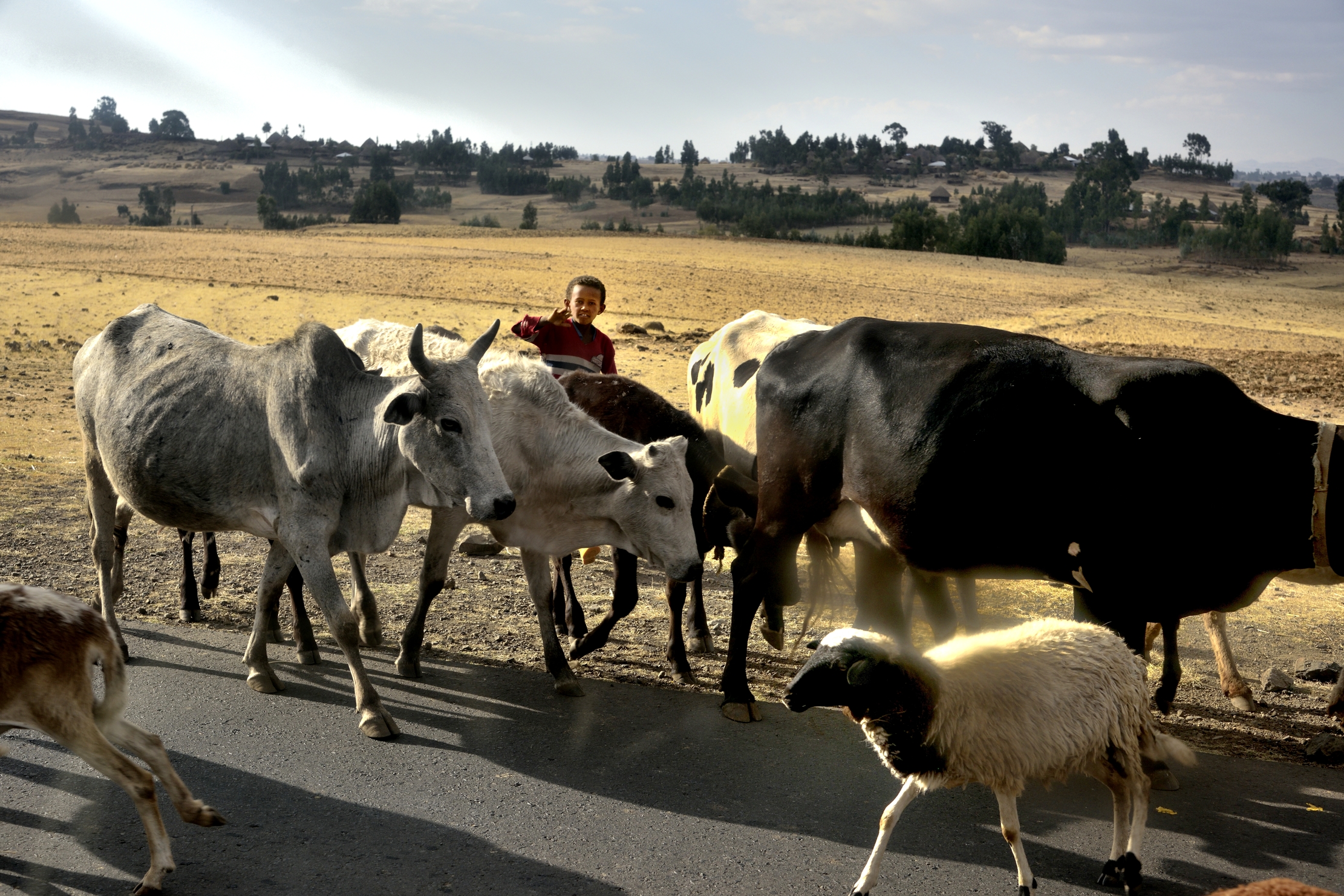 Etiopia 2015 -  Piccolo pastore Amara
