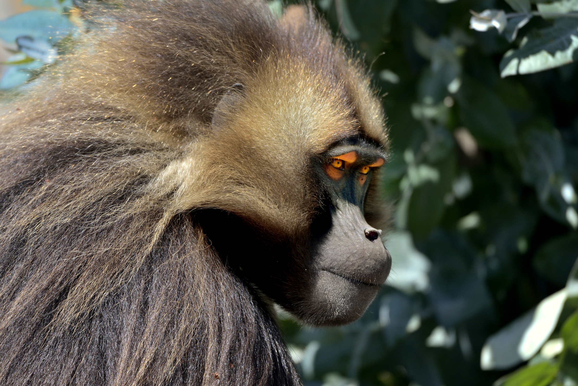 Etiopia 2015 - Gelada baboon