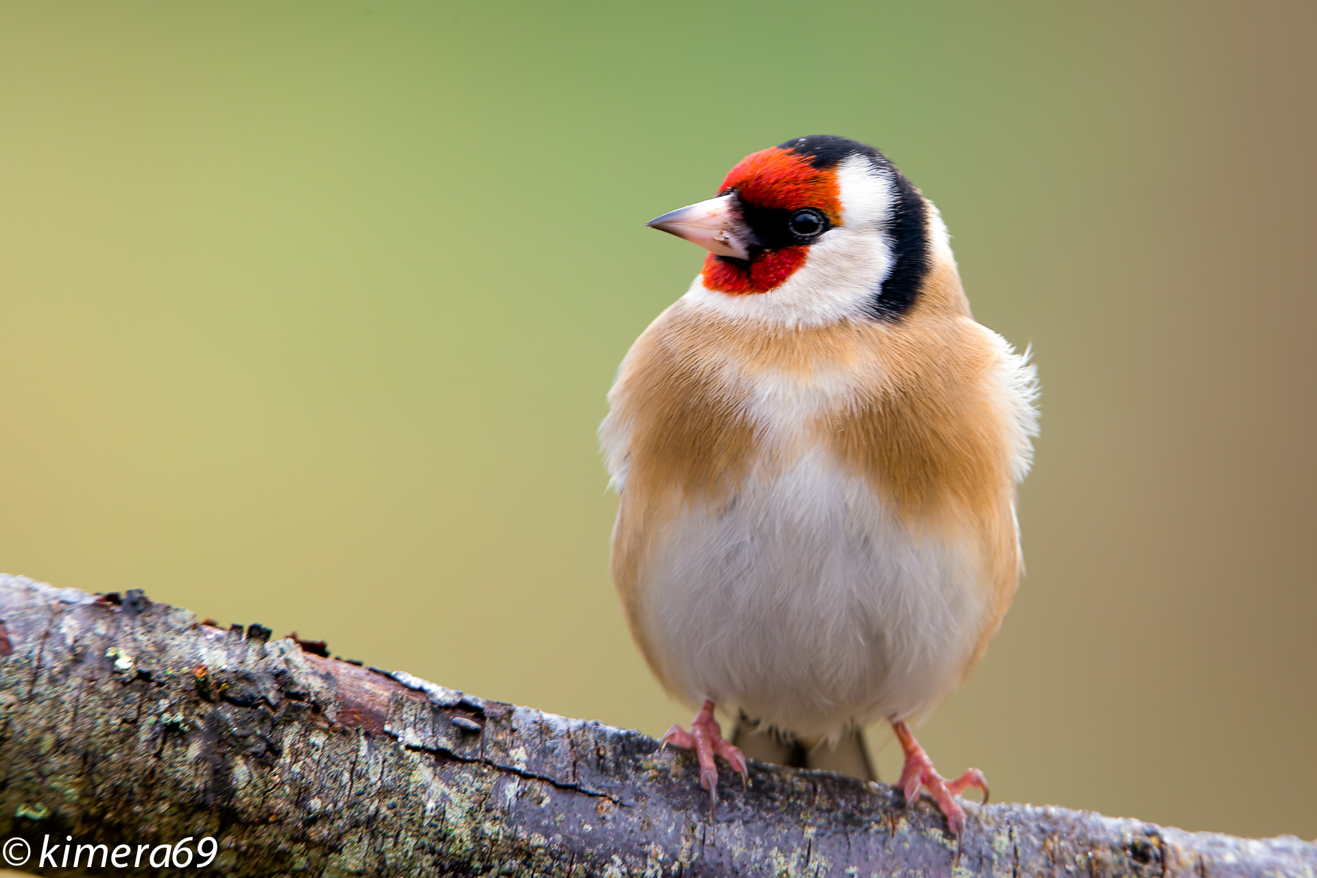 Carduelis carduelis