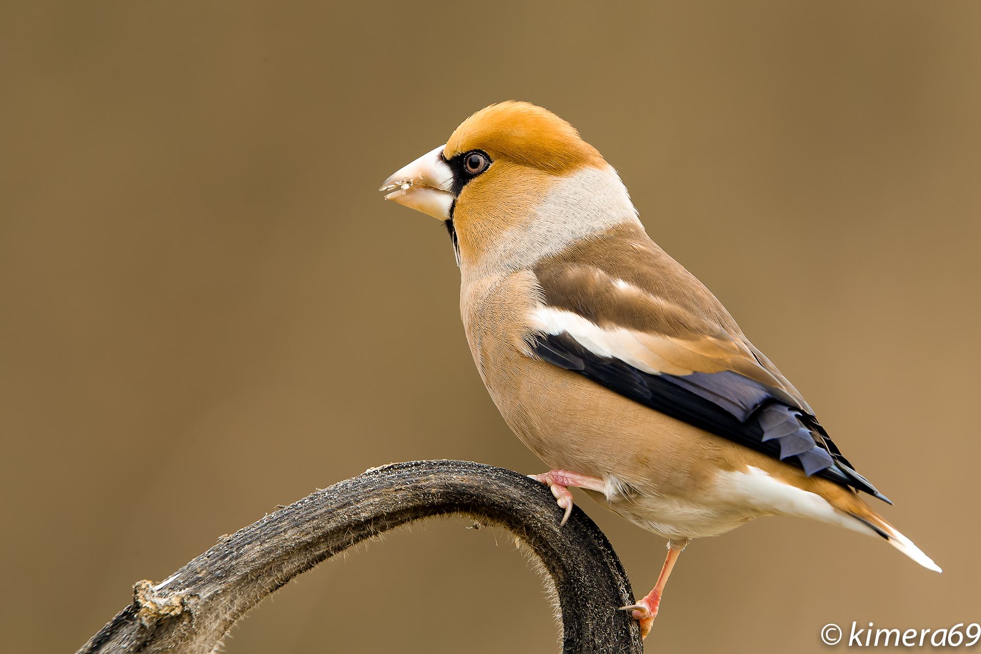 Coccothraustes coccothraustes