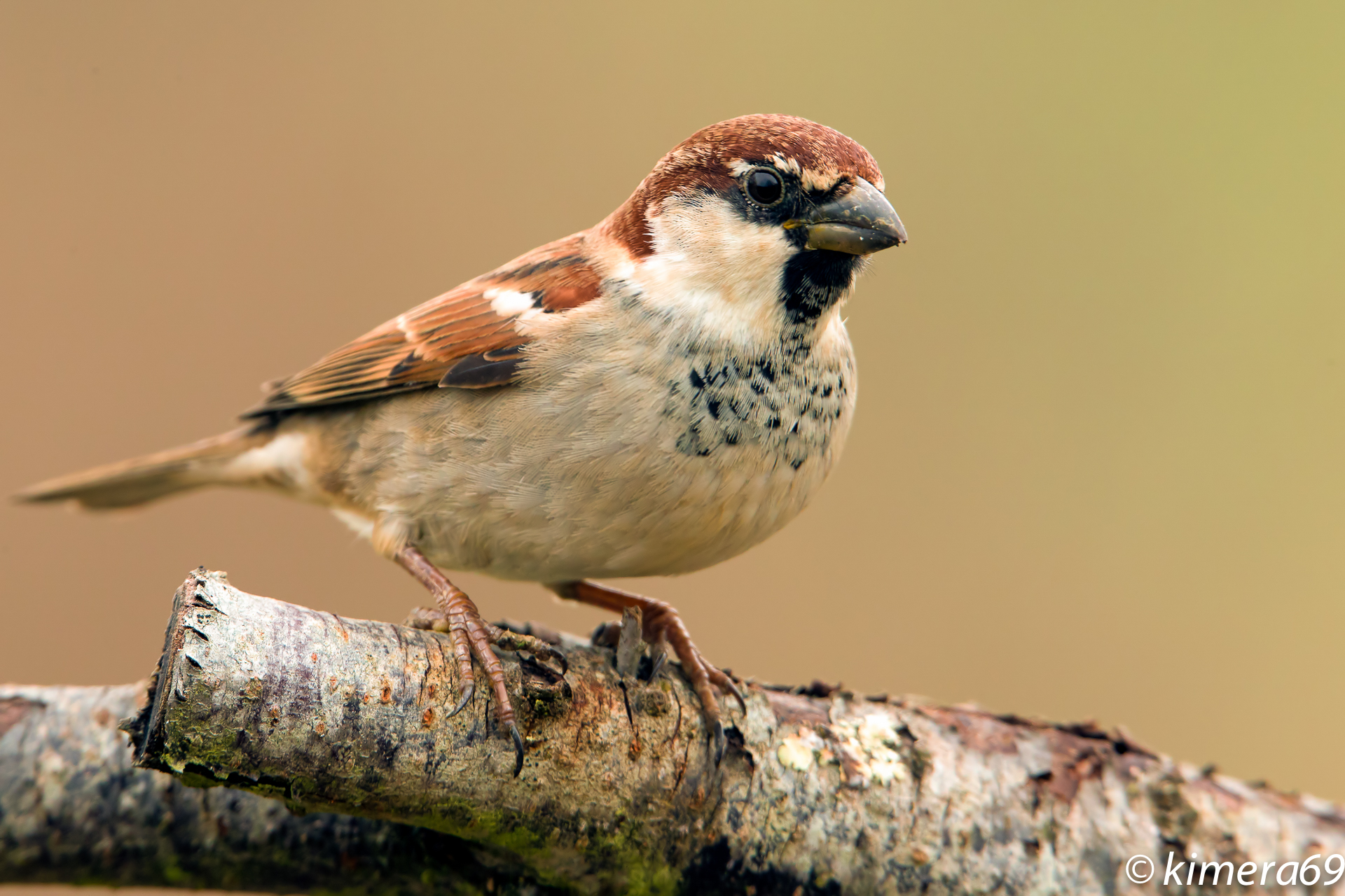 Passer domesticus