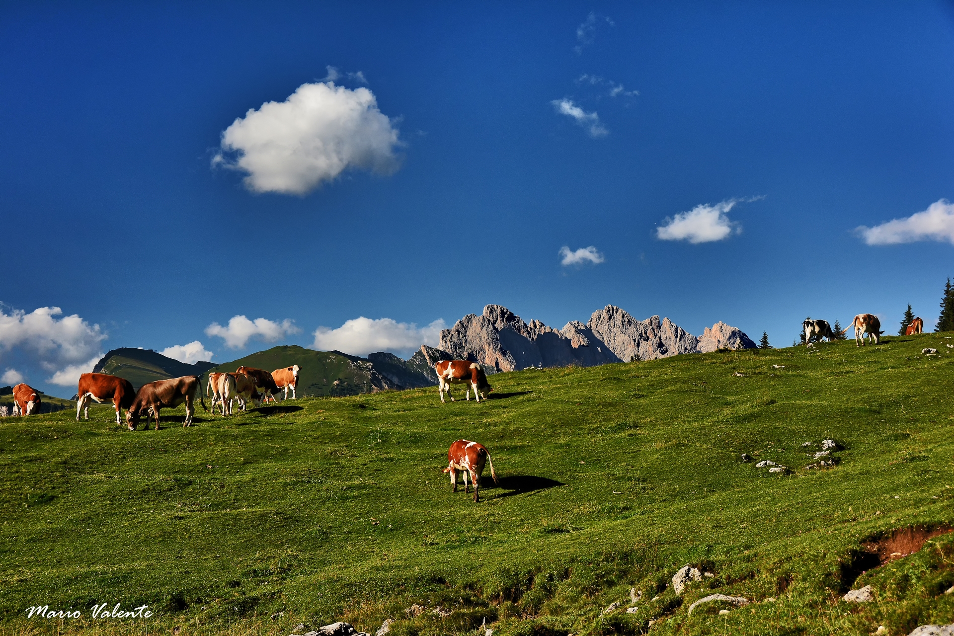 Pascolo d'alta quota
