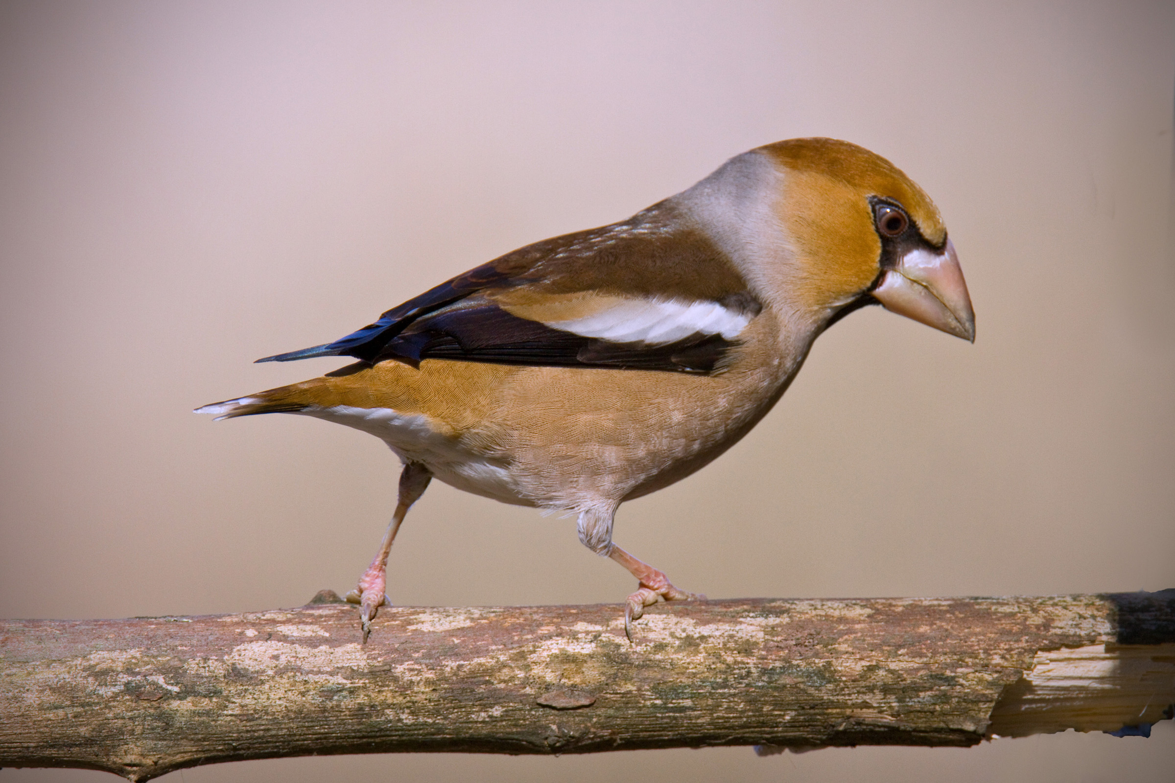 Hawfinch
